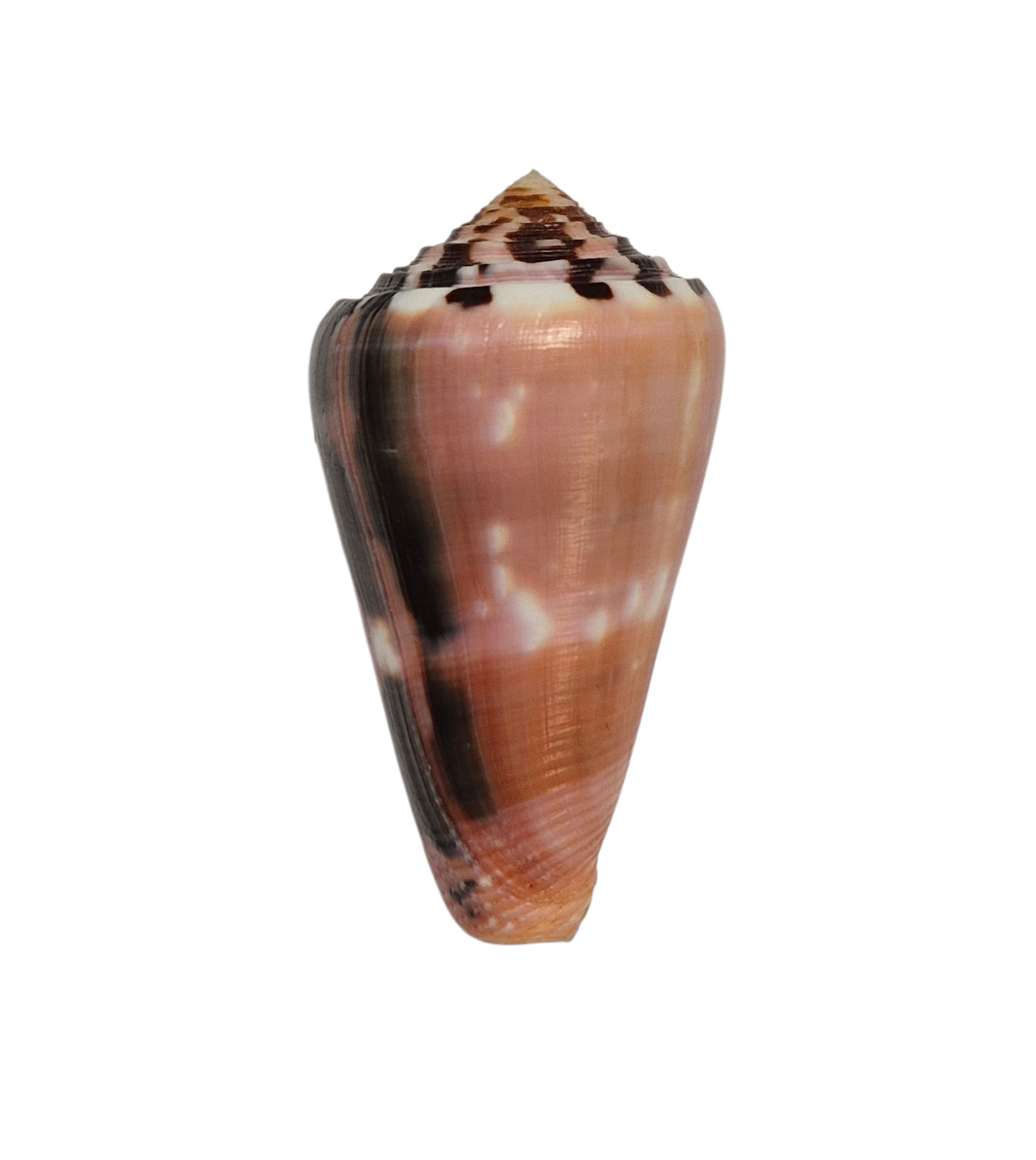BC391 Conus gauguini - GREAT COLORS - Image 2