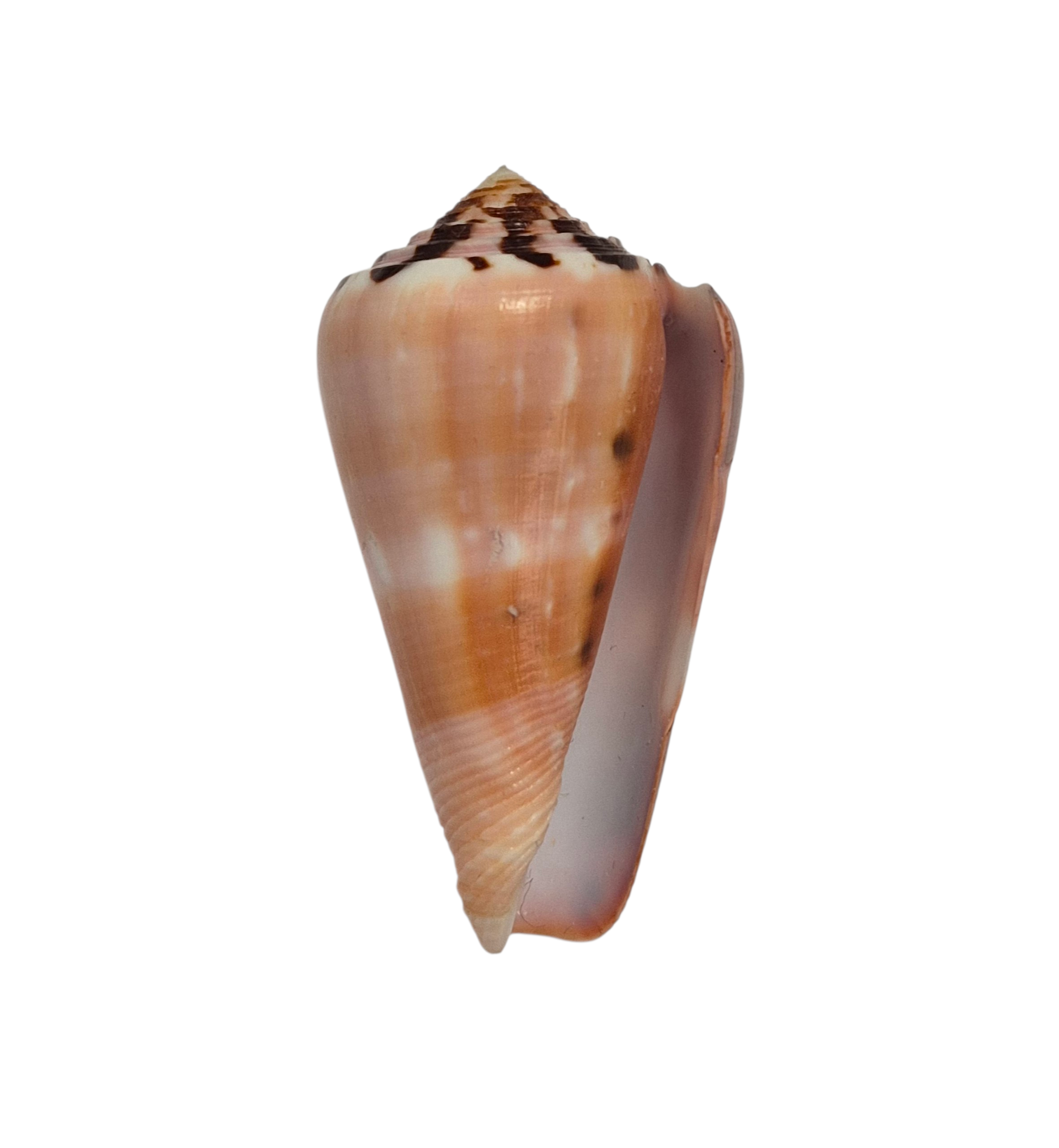 BC391 Conus gauguini - GREAT COLORS - Image 3