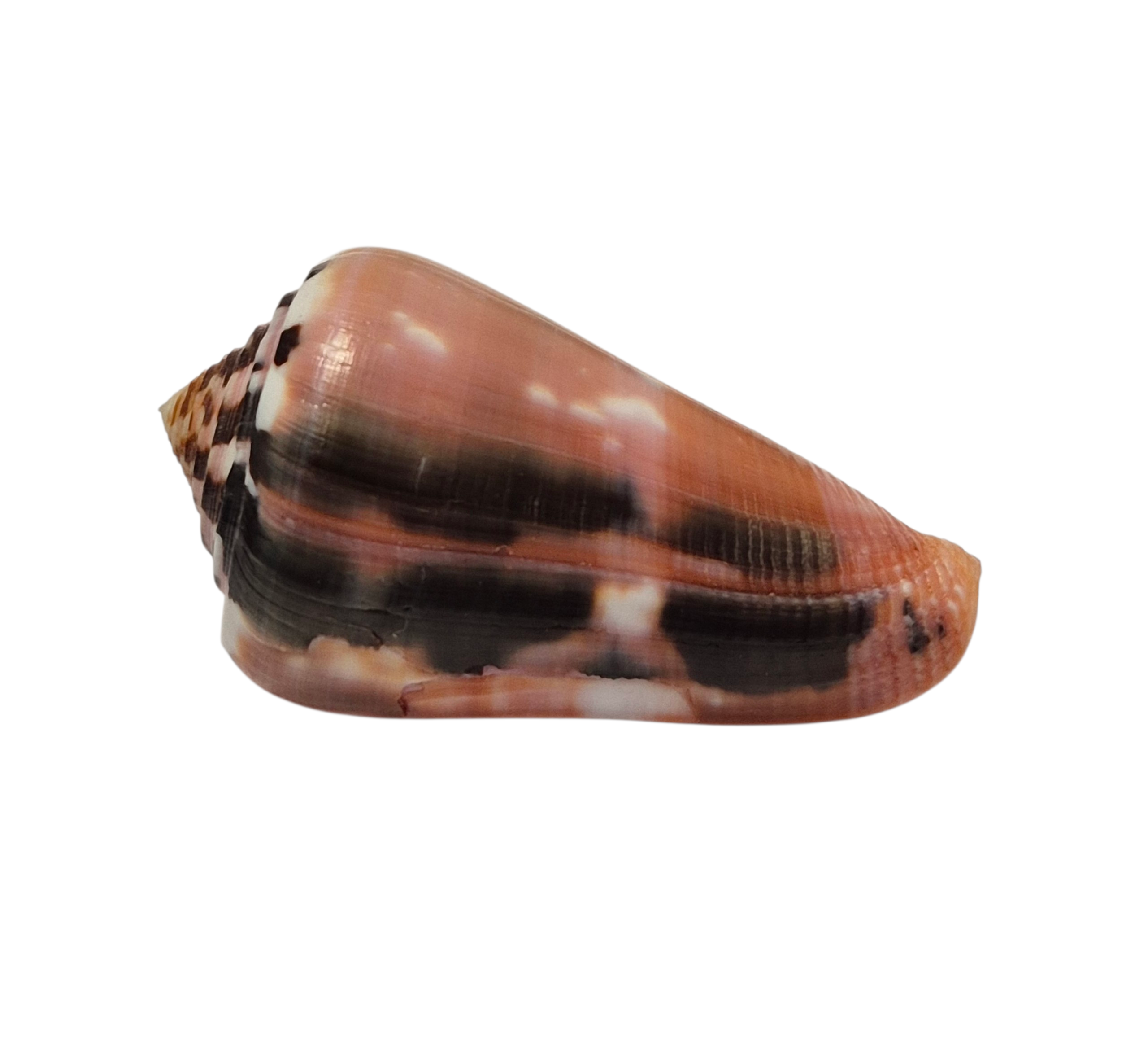 BC391 Conus gauguini - GREAT COLORS