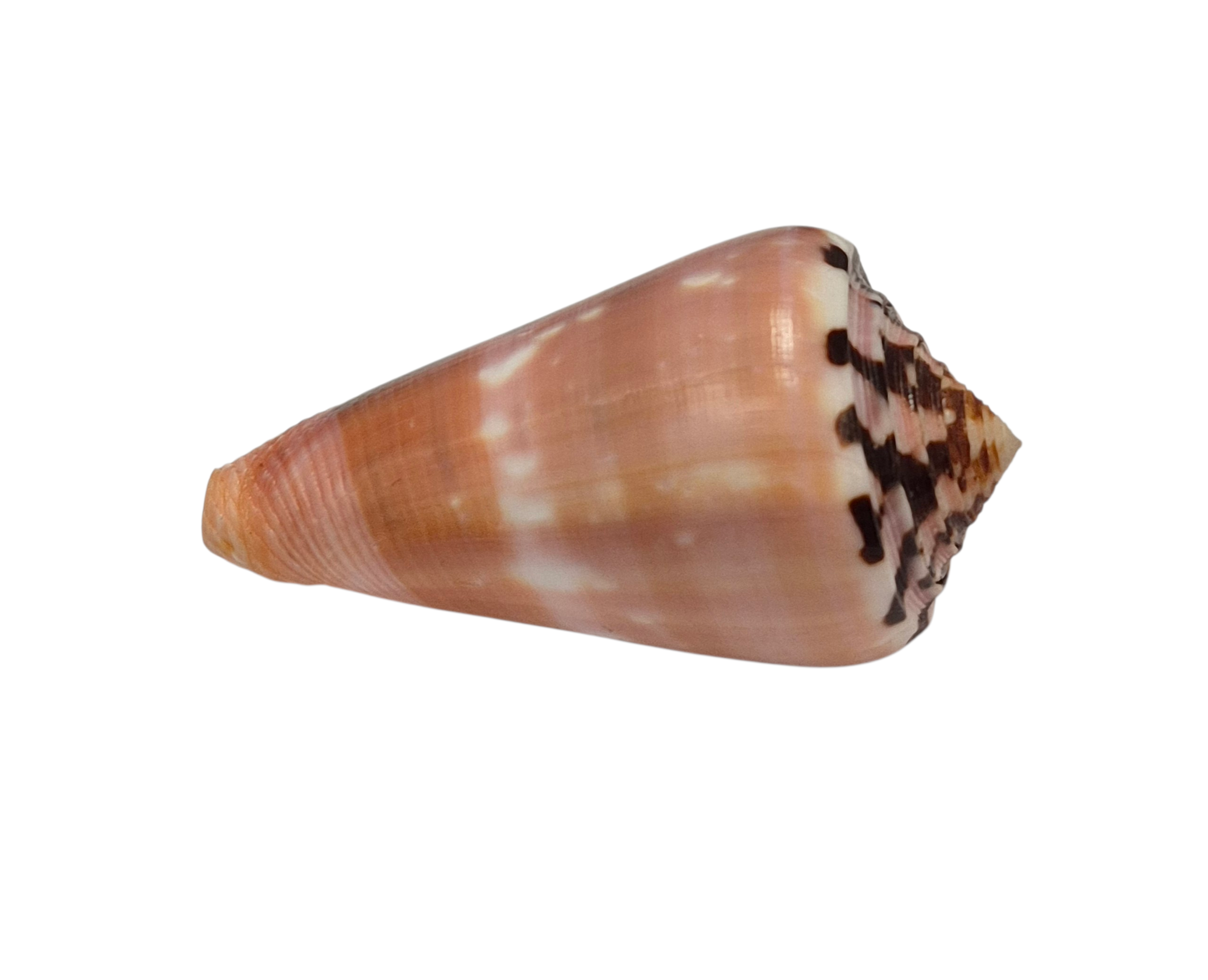BC391 Conus gauguini - GREAT COLORS - Image 4
