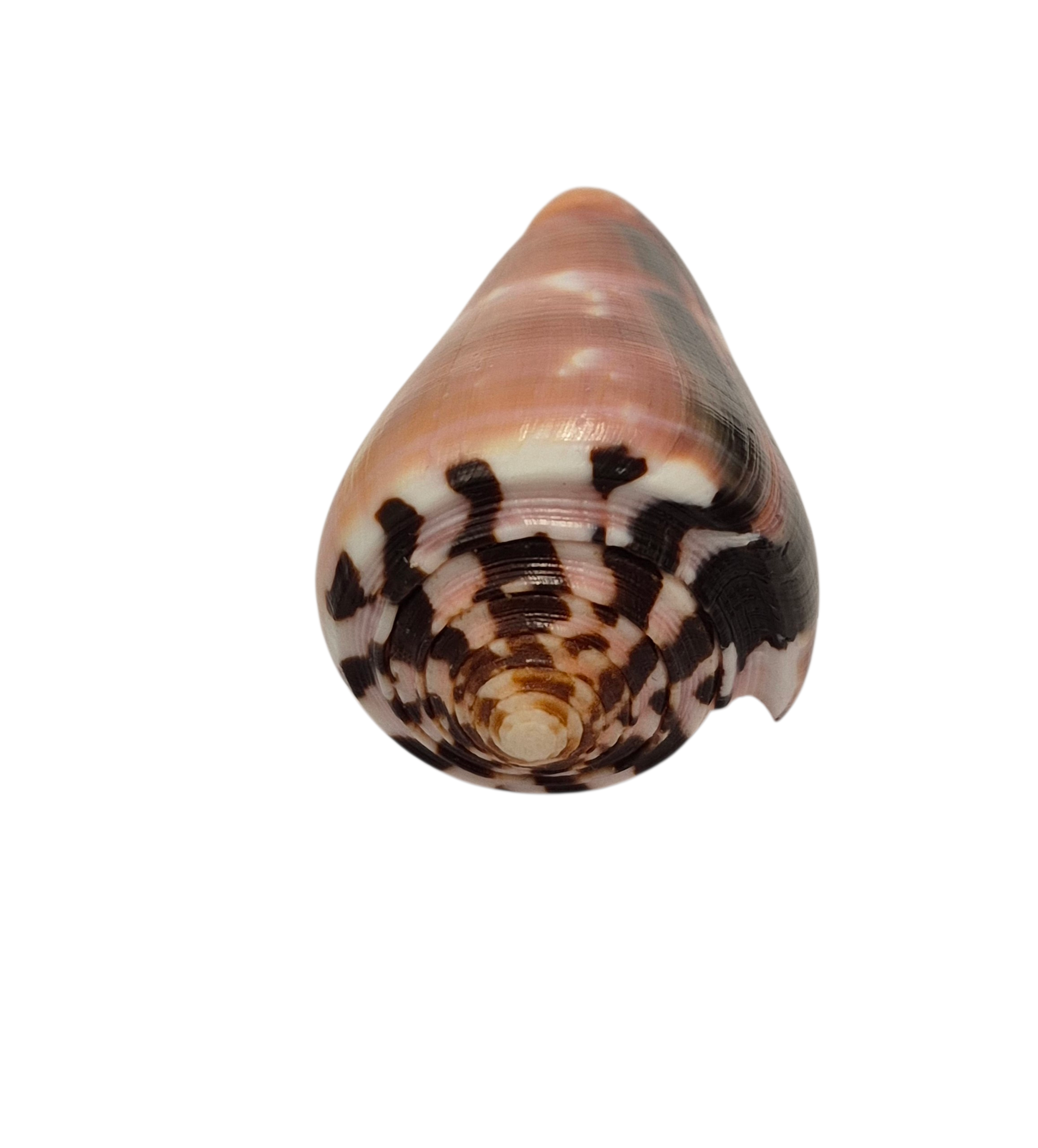 BC391 Conus gauguini - GREAT COLORS - Image 5