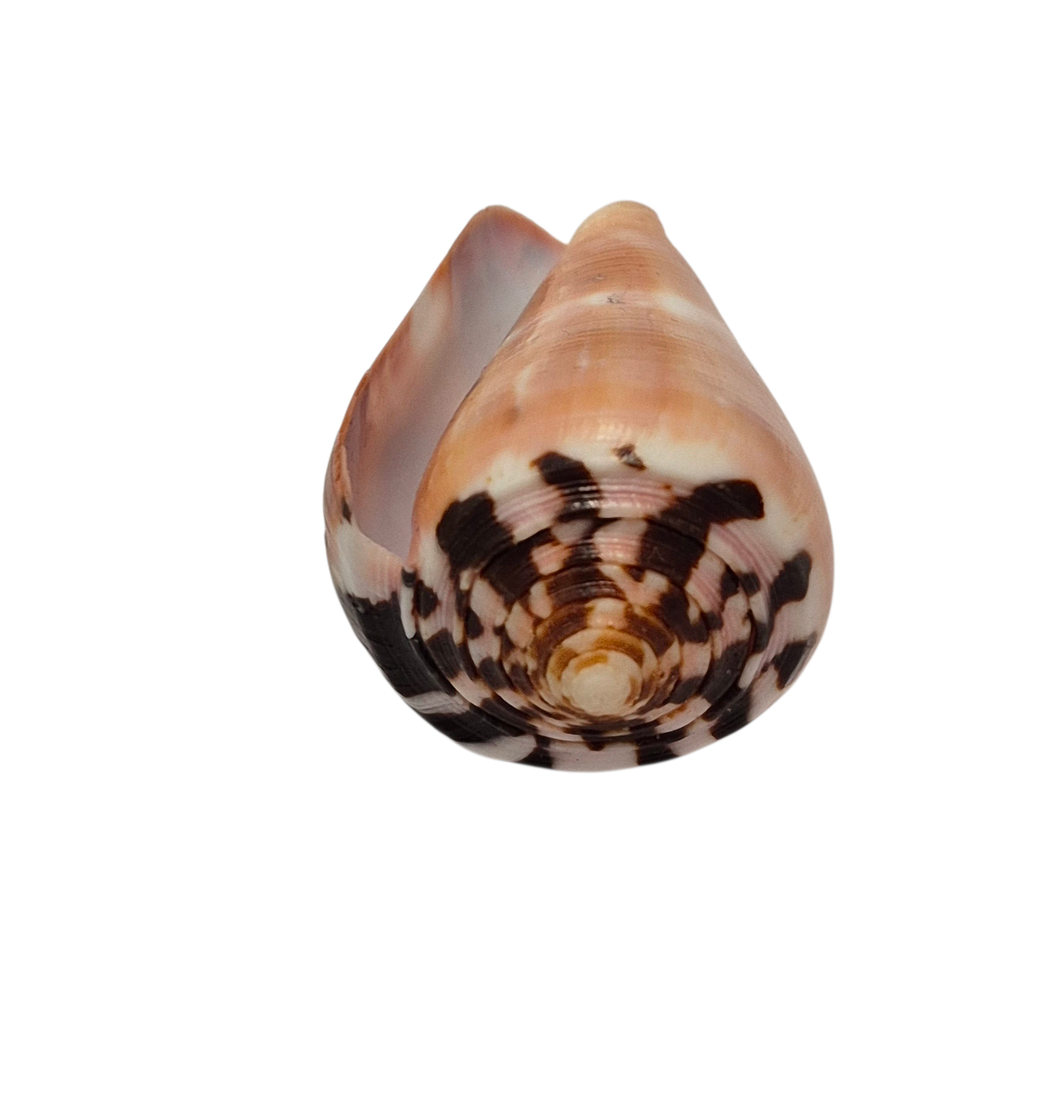 BC391 Conus gauguini - GREAT COLORS - Image 6