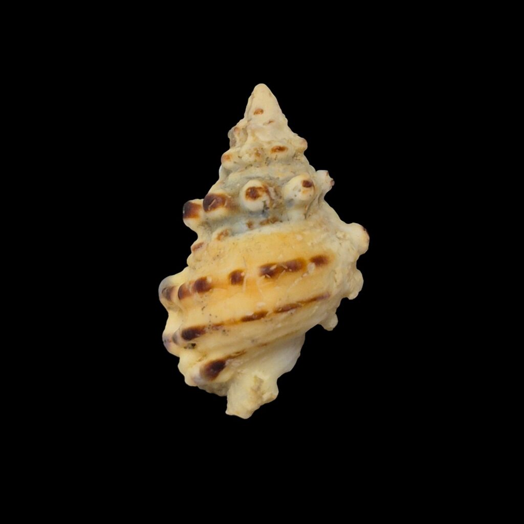 BC269 Bursa verrucosa w/o
