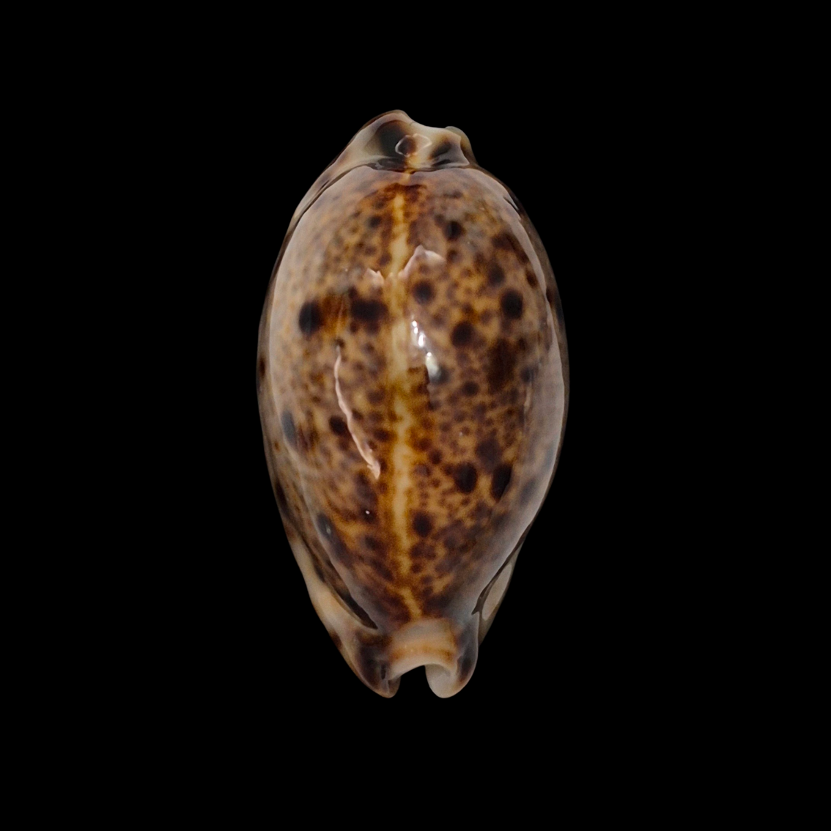 BC089 Lyncina lynx - NIGER and ROSTRATED