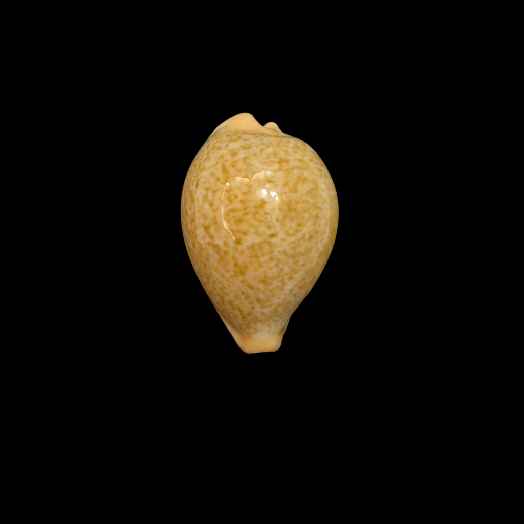 BC043 Paradusta barclayi - LARGE BEAUTY
