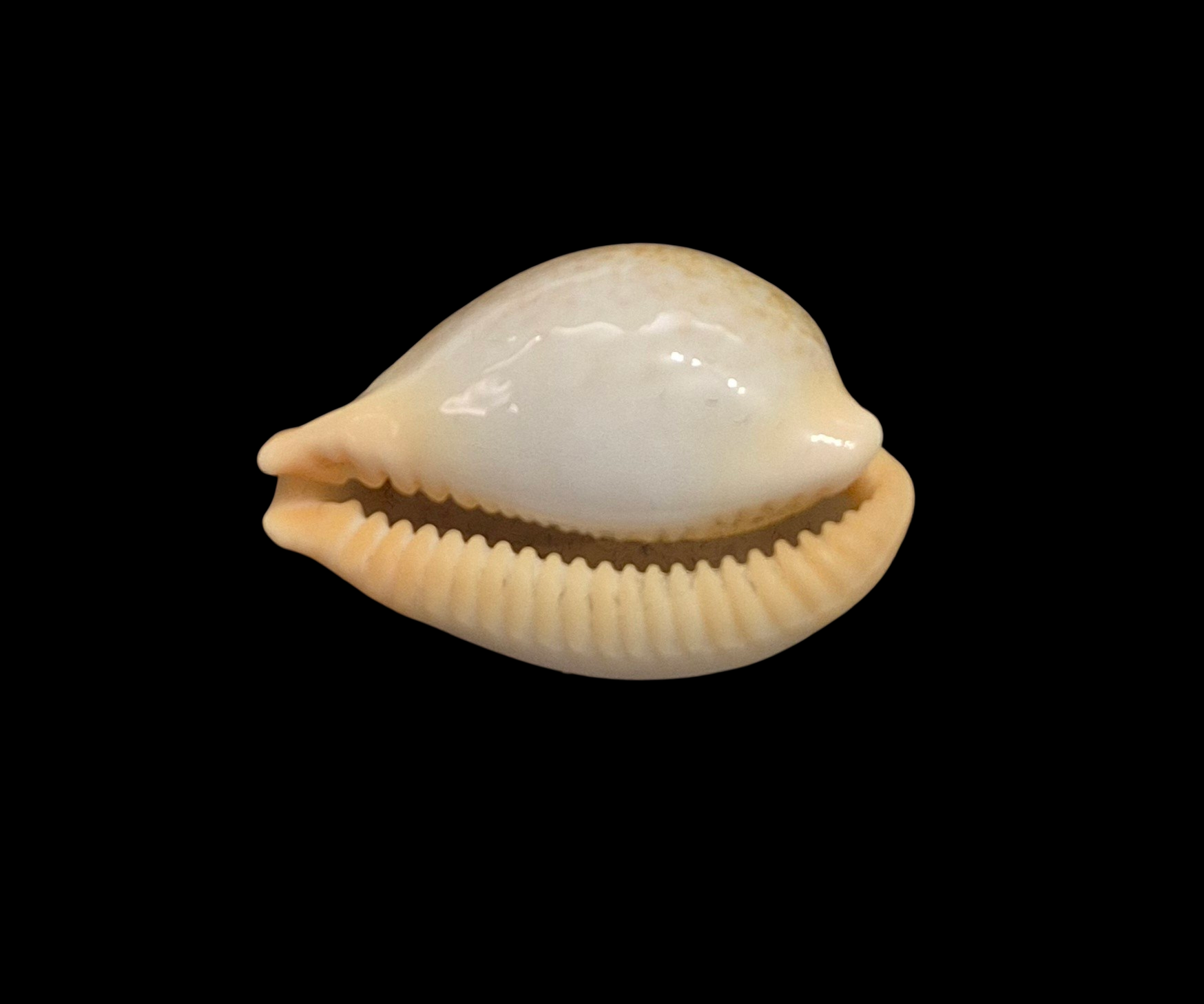 BC043 Paradusta barclayi - LARGE BEAUTY - Image 5