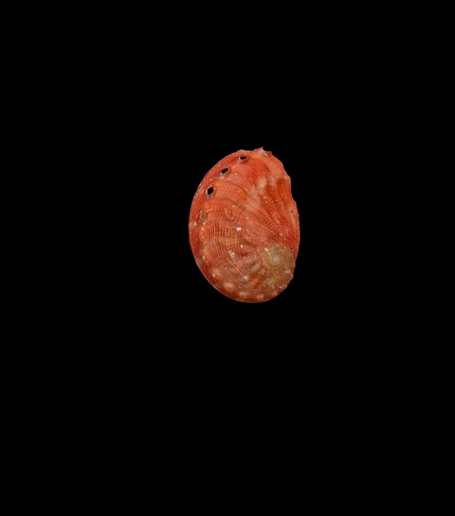 BC035 Haliotis aurantium - GREAT COLORS