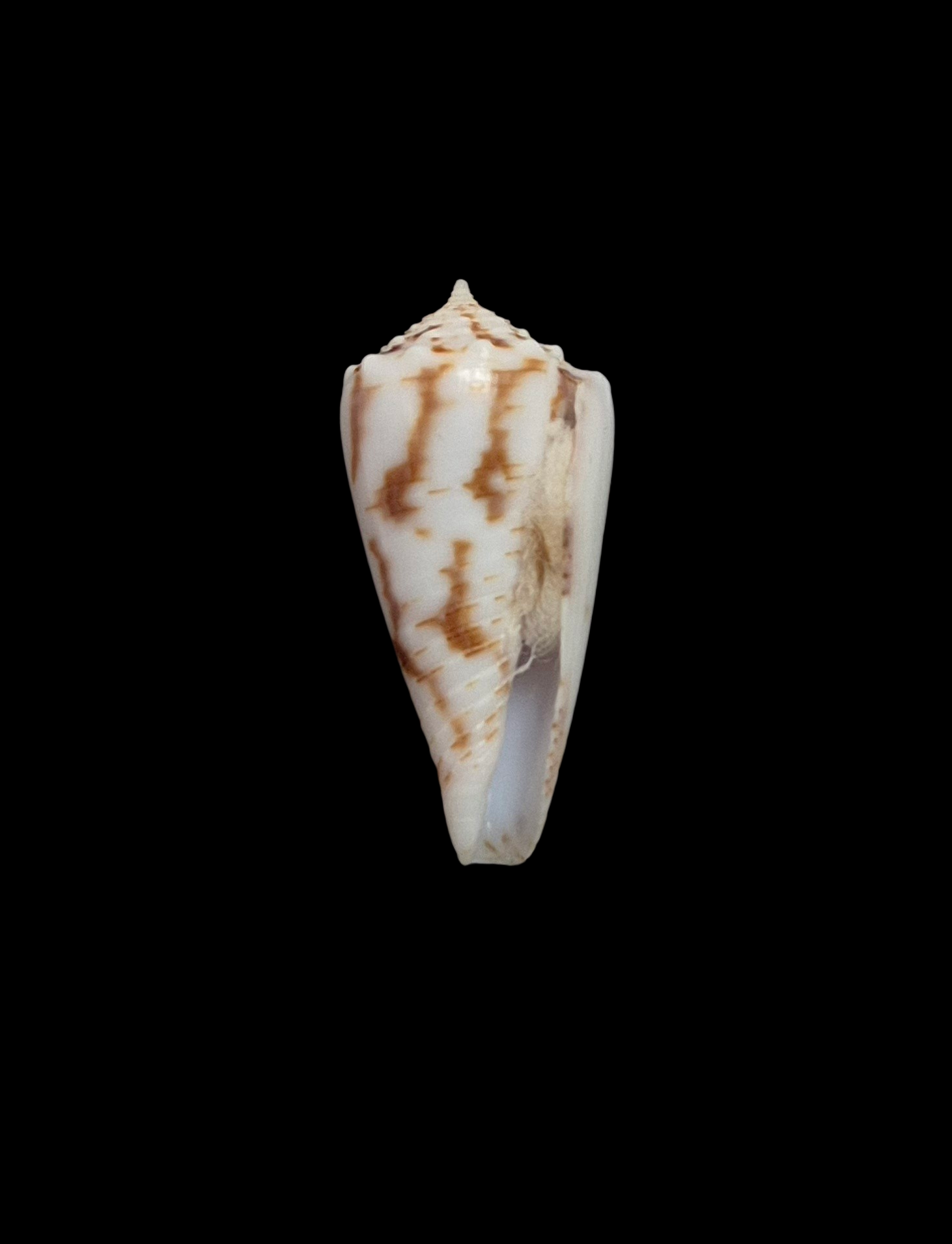 BC093 Conus santinii w/o - Image 2