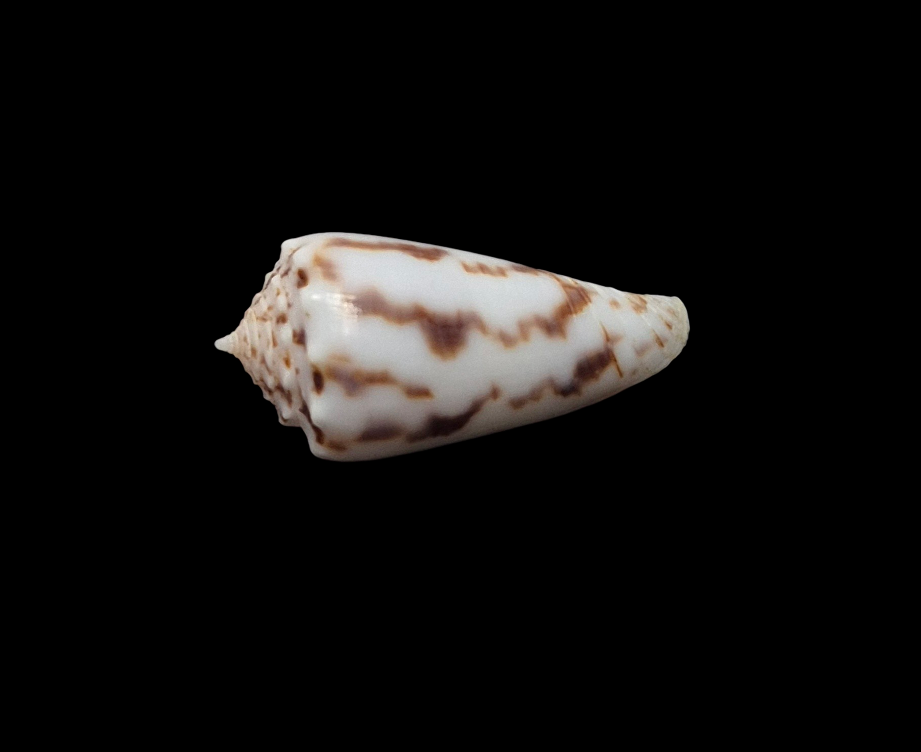 BC093 Conus santinii w/o - Image 3