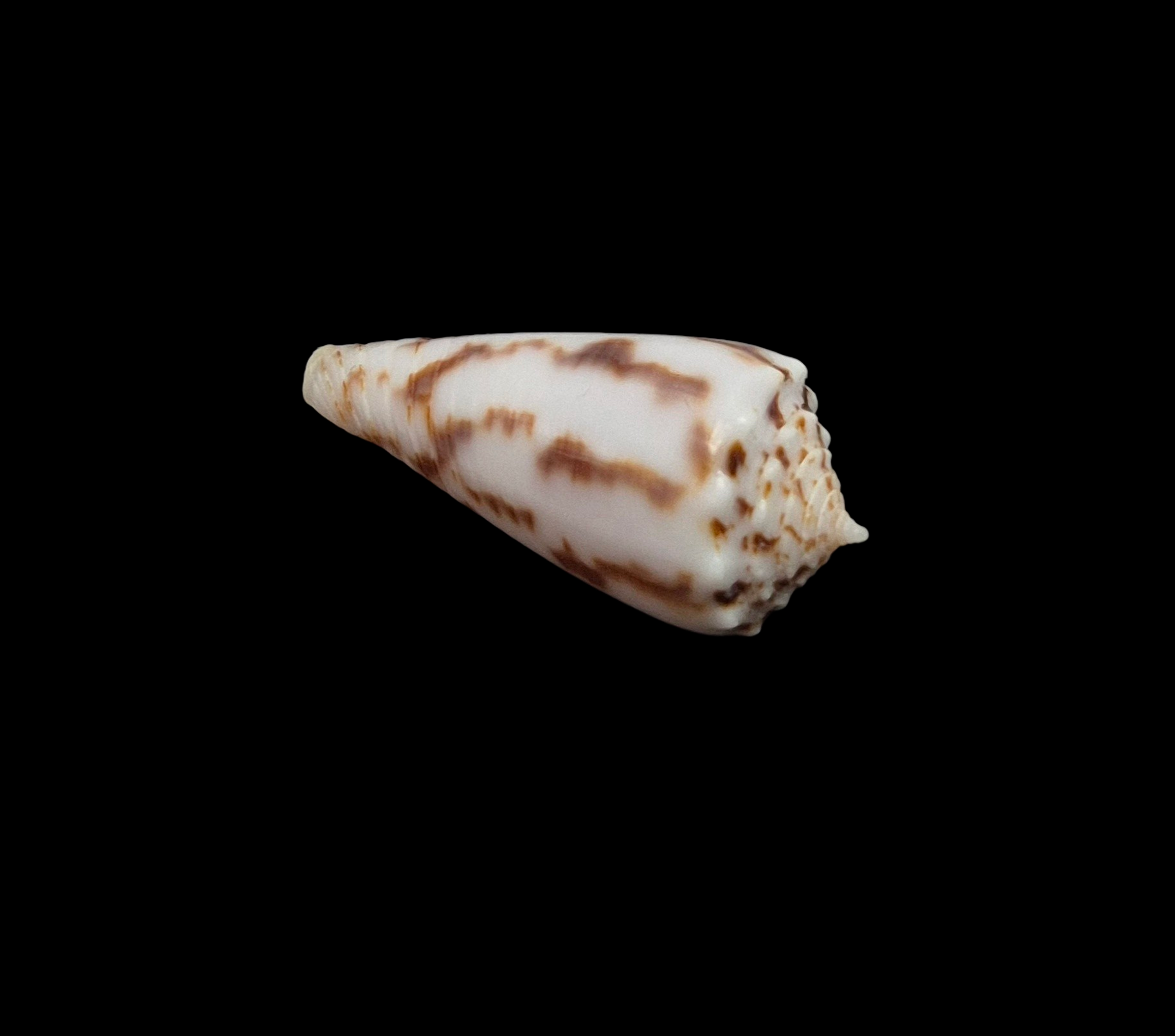 BC093 Conus santinii w/o - Image 4