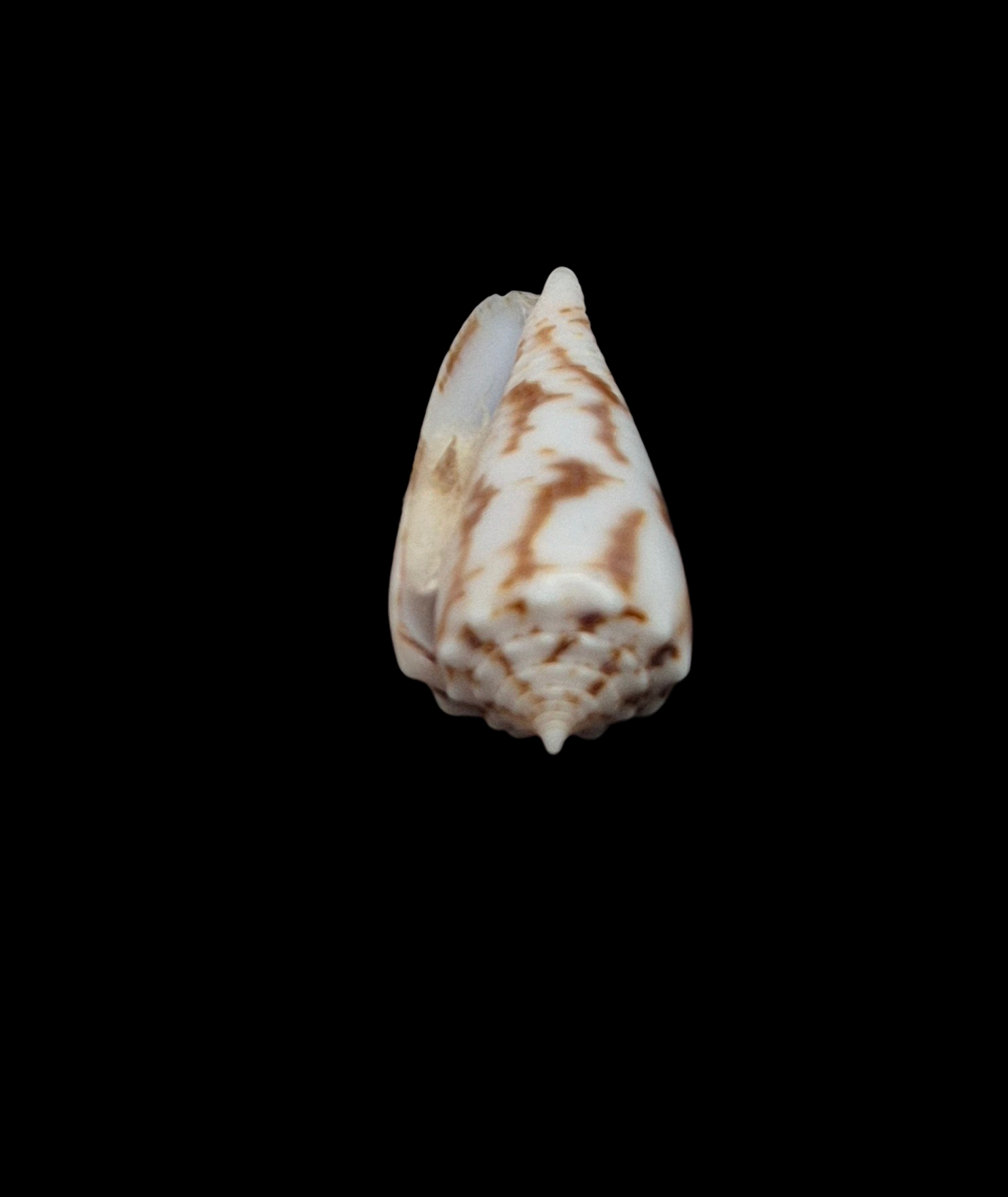 BC093 Conus santinii w/o - Image 5