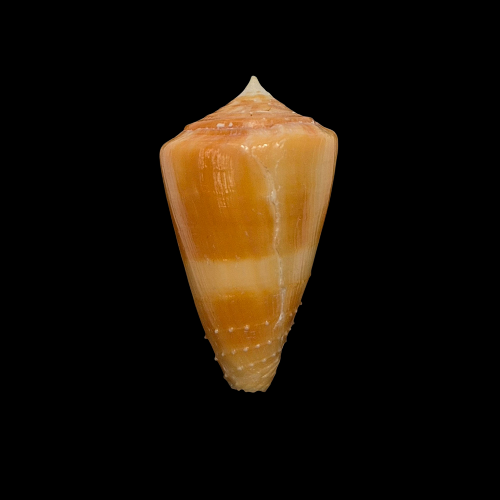 BC058 Conus rawaiensis - XXXL SIZE