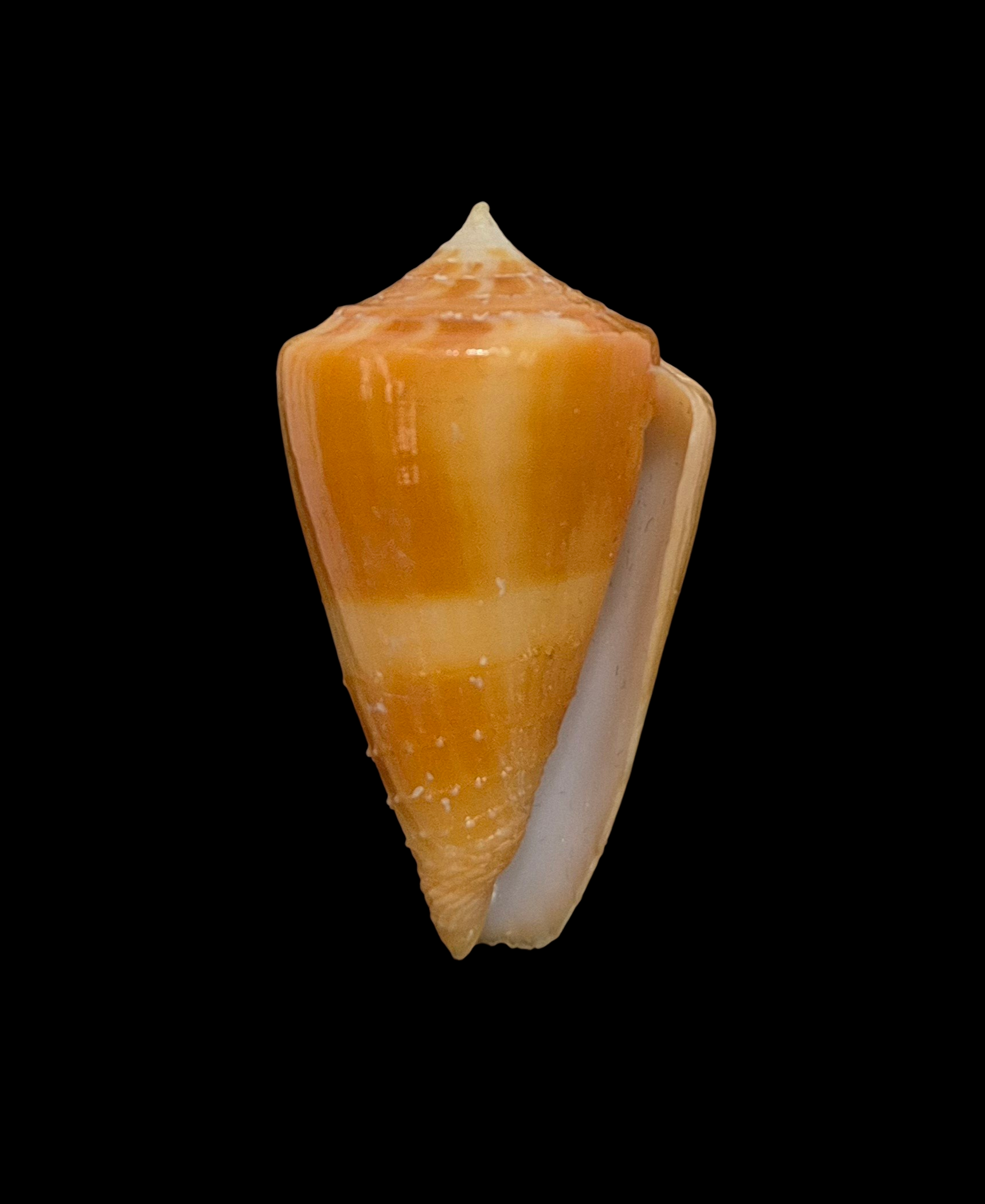 BC058 Conus rawaiensis - XXXL SIZE - Image 2