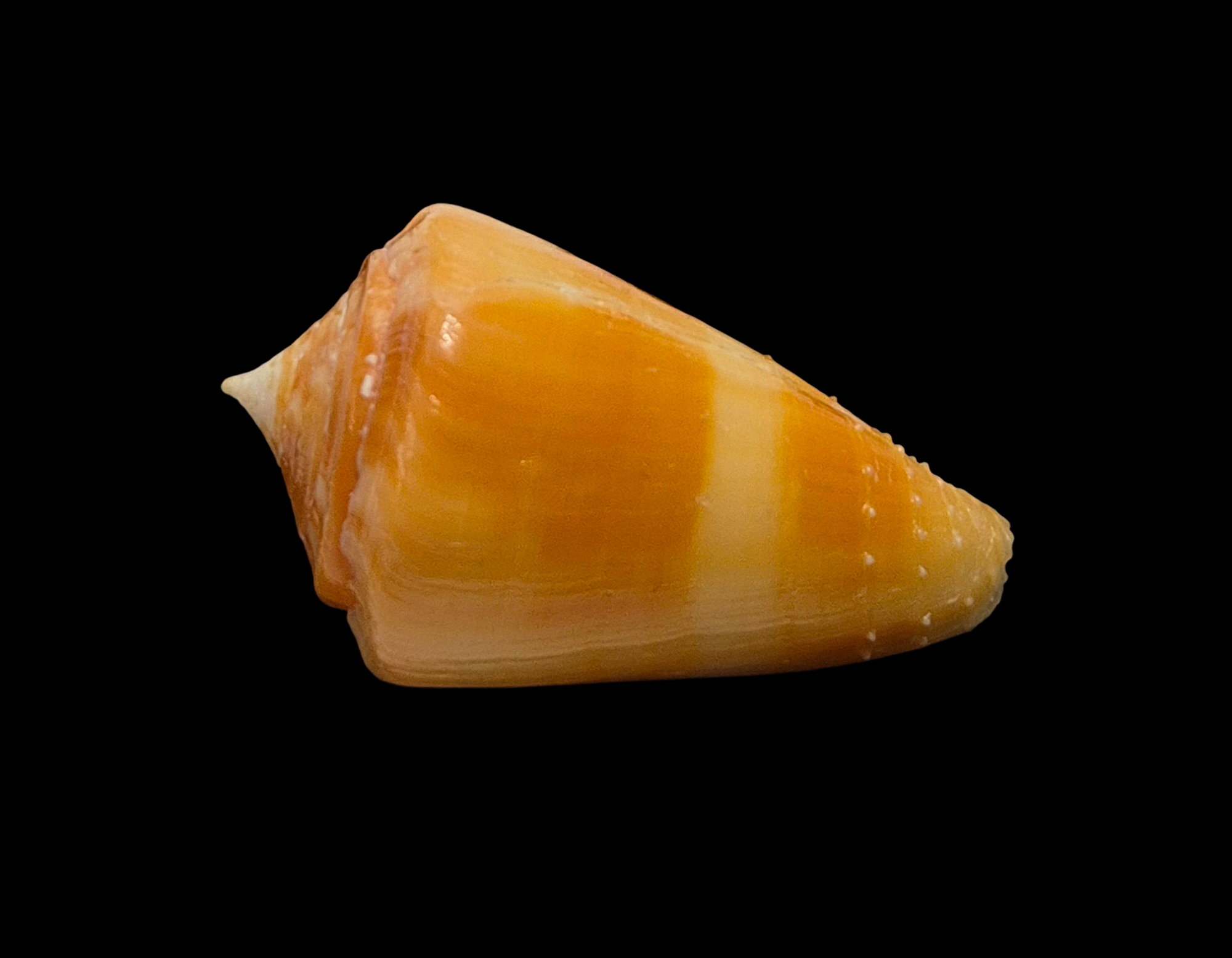 BC058 Conus rawaiensis - XXXL SIZE - Image 3