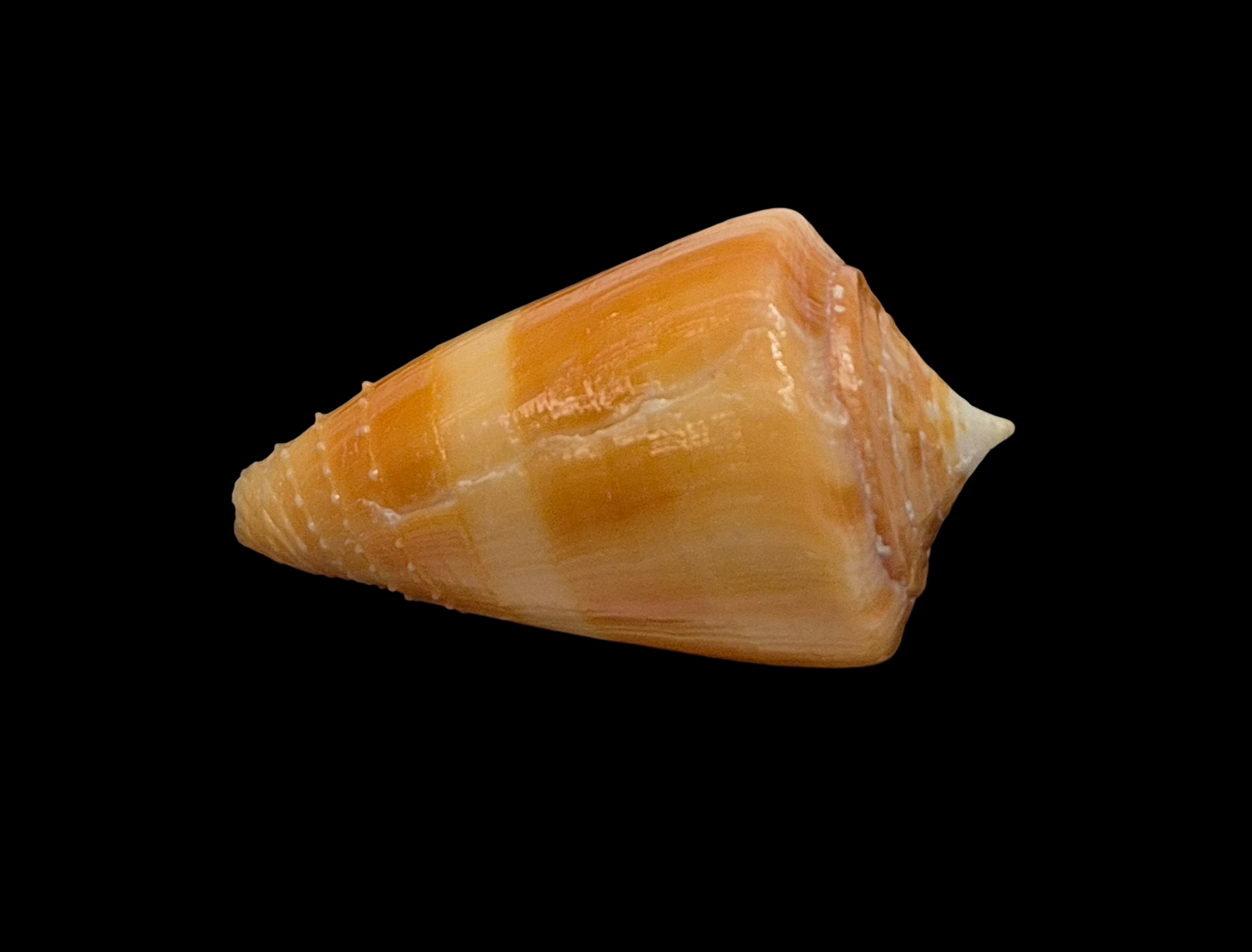 BC058 Conus rawaiensis - XXXL SIZE - Image 4