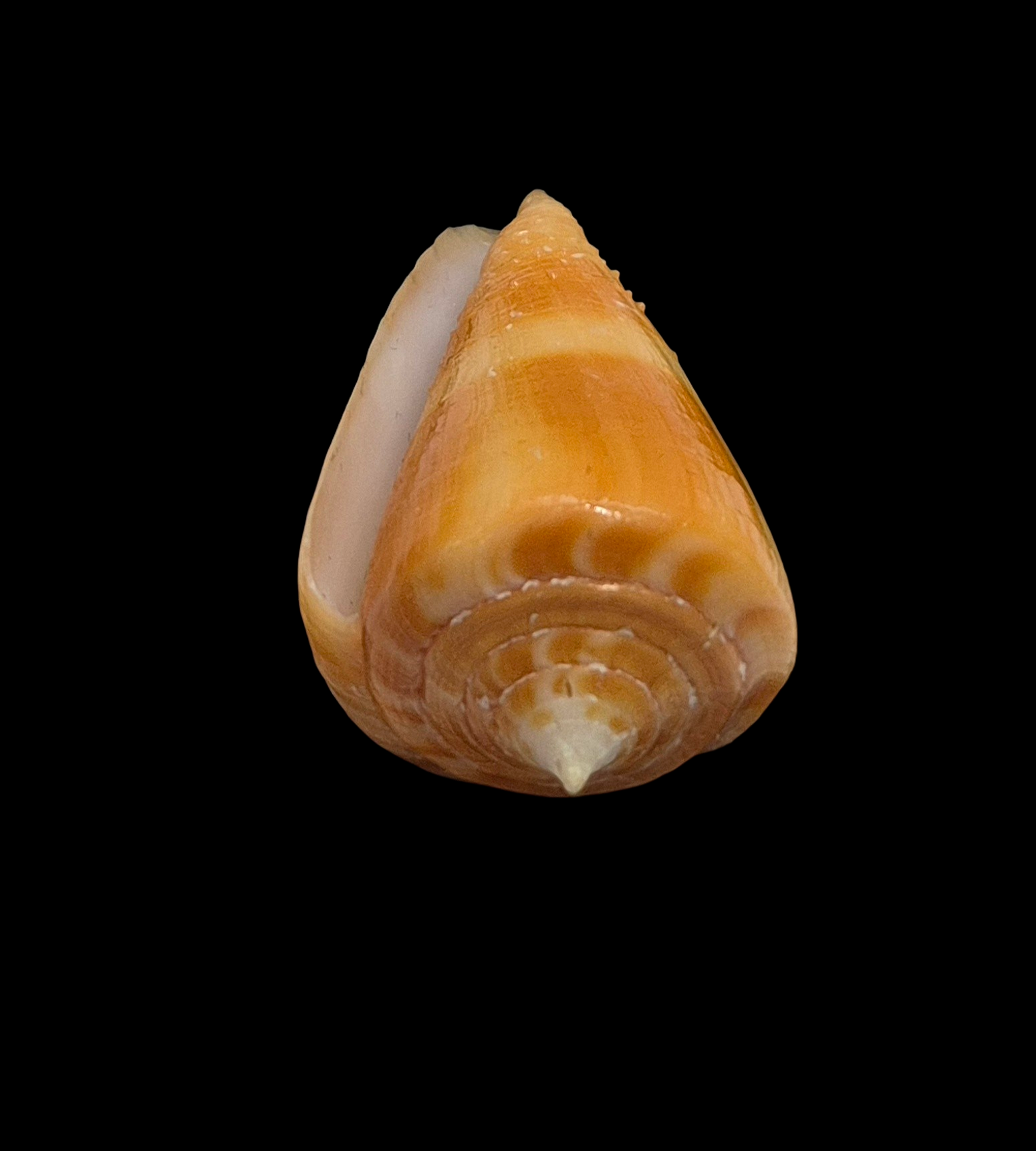 BC058 Conus rawaiensis - XXXL SIZE - Image 5
