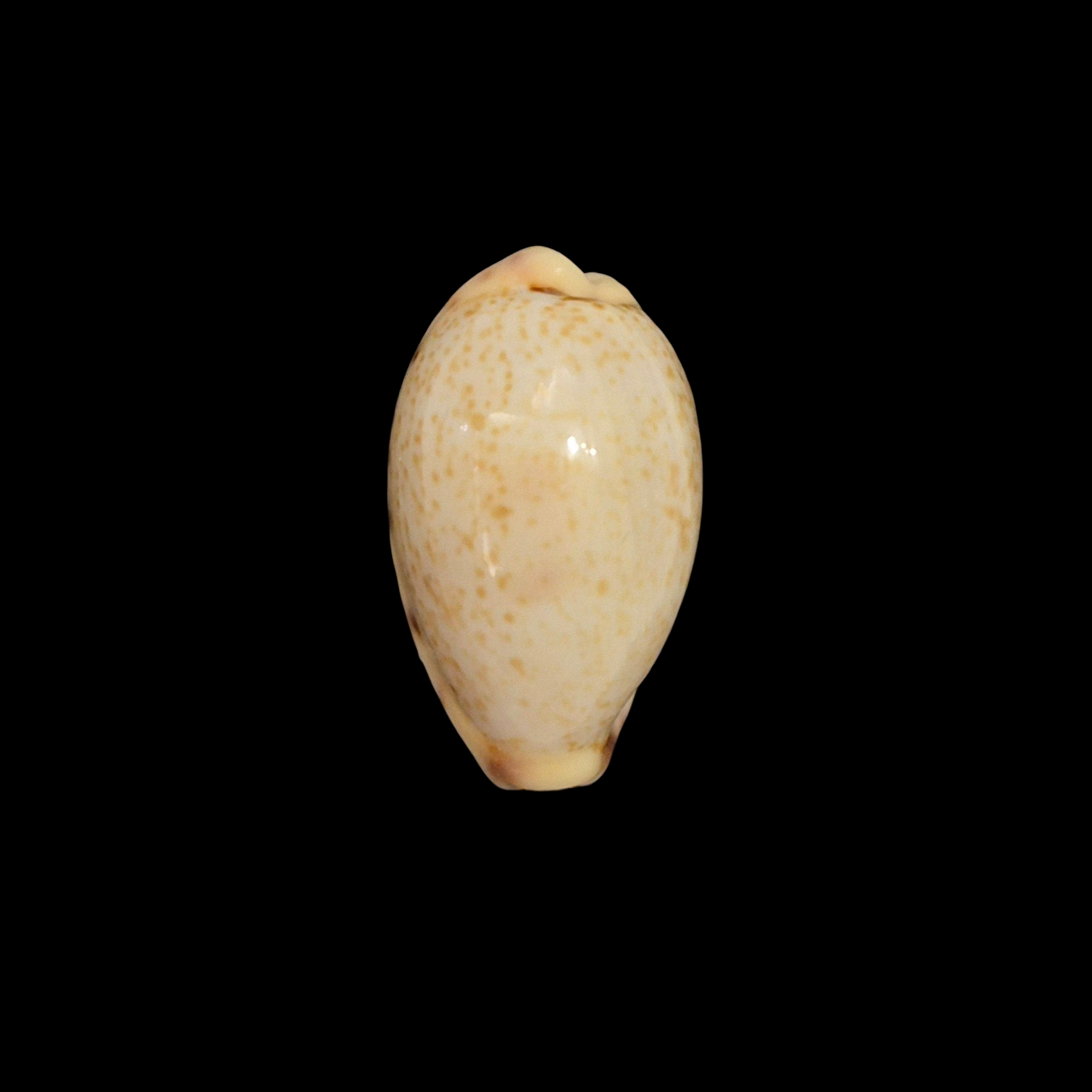 BC190 Contradusta walkeri