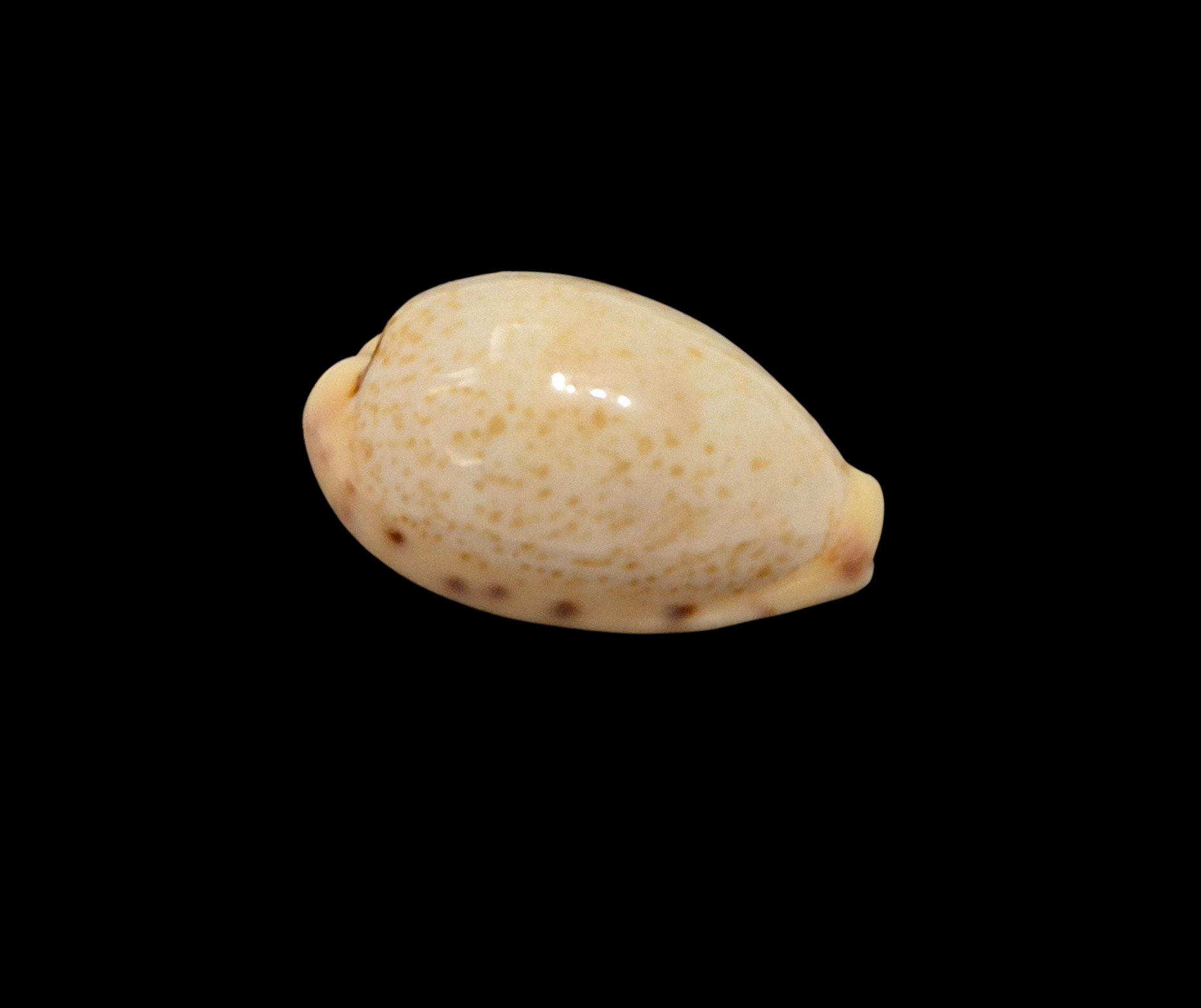 BC190 Contradusta walkeri - Image 2
