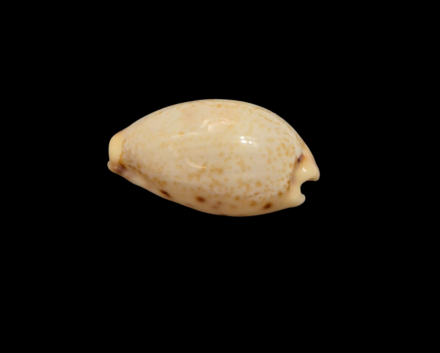BC190 Contradusta walkeri - Image 3