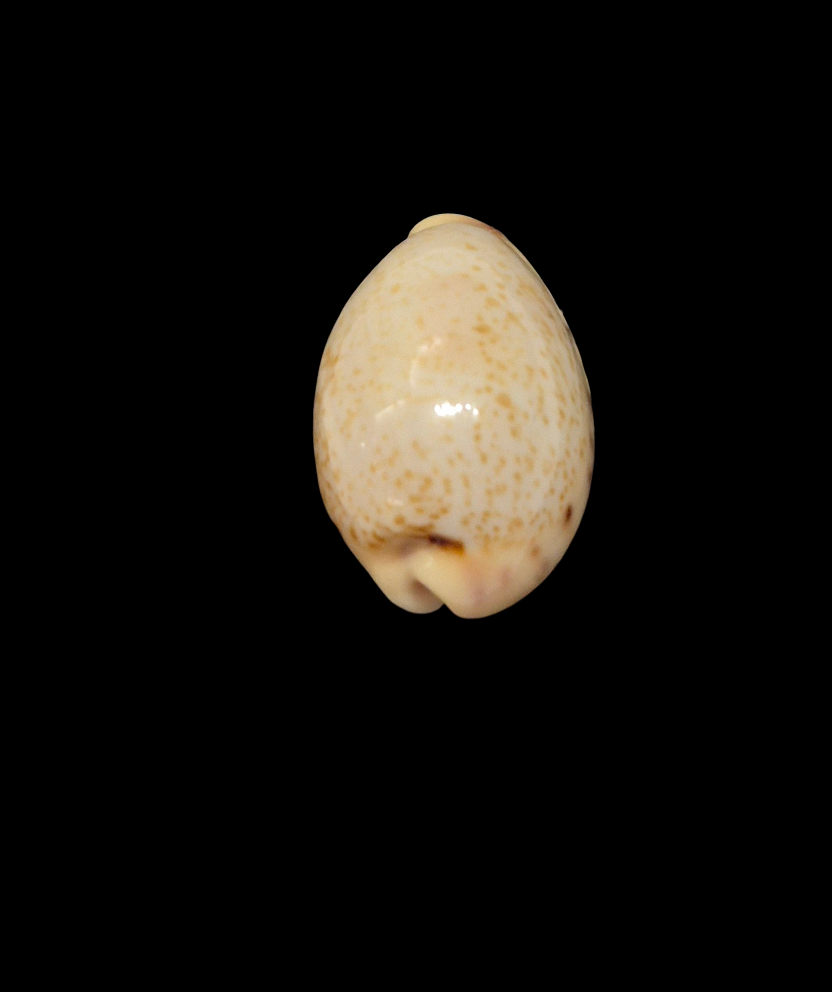 BC190 Contradusta walkeri - Image 4