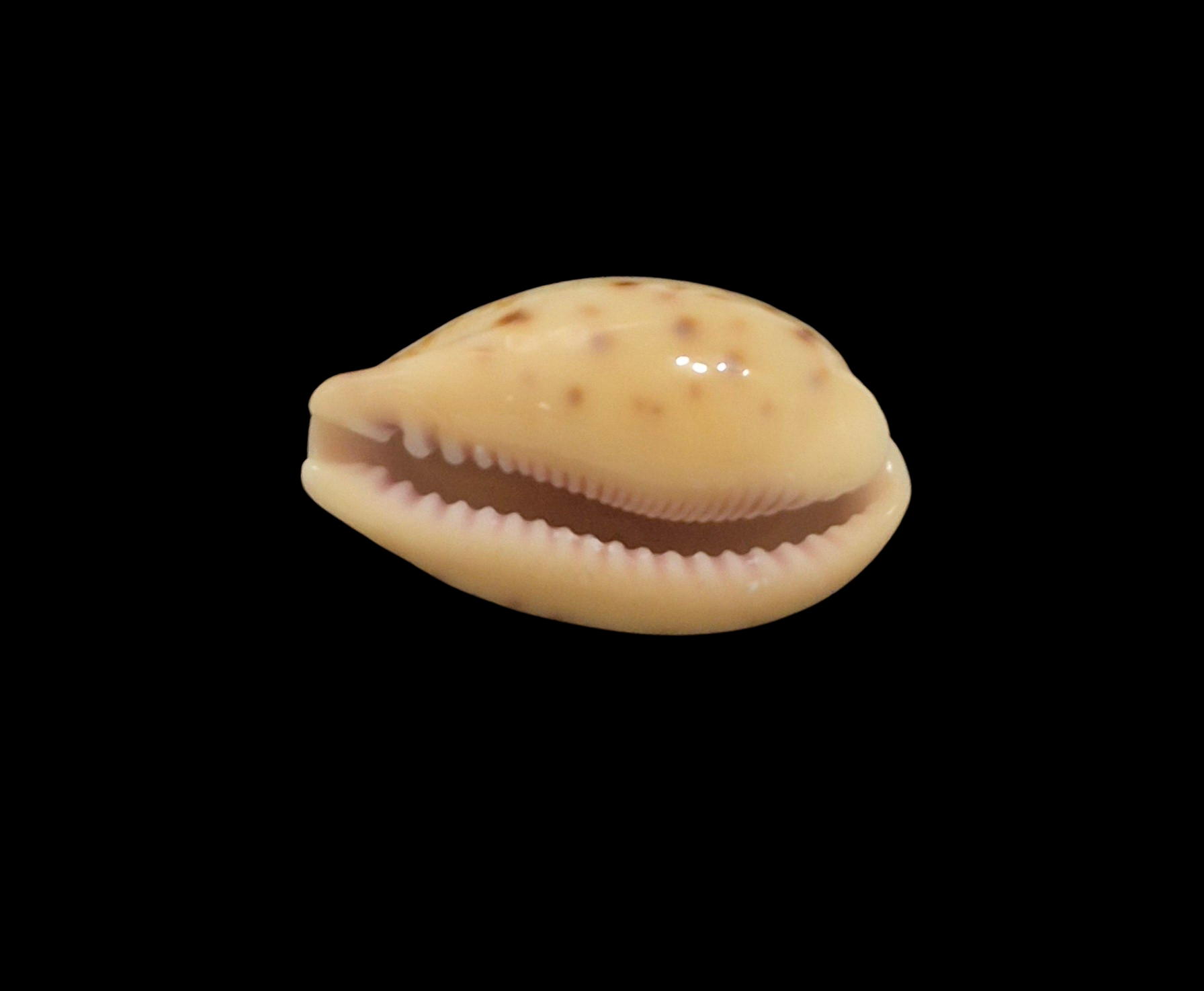 BC190 Contradusta walkeri - Image 5