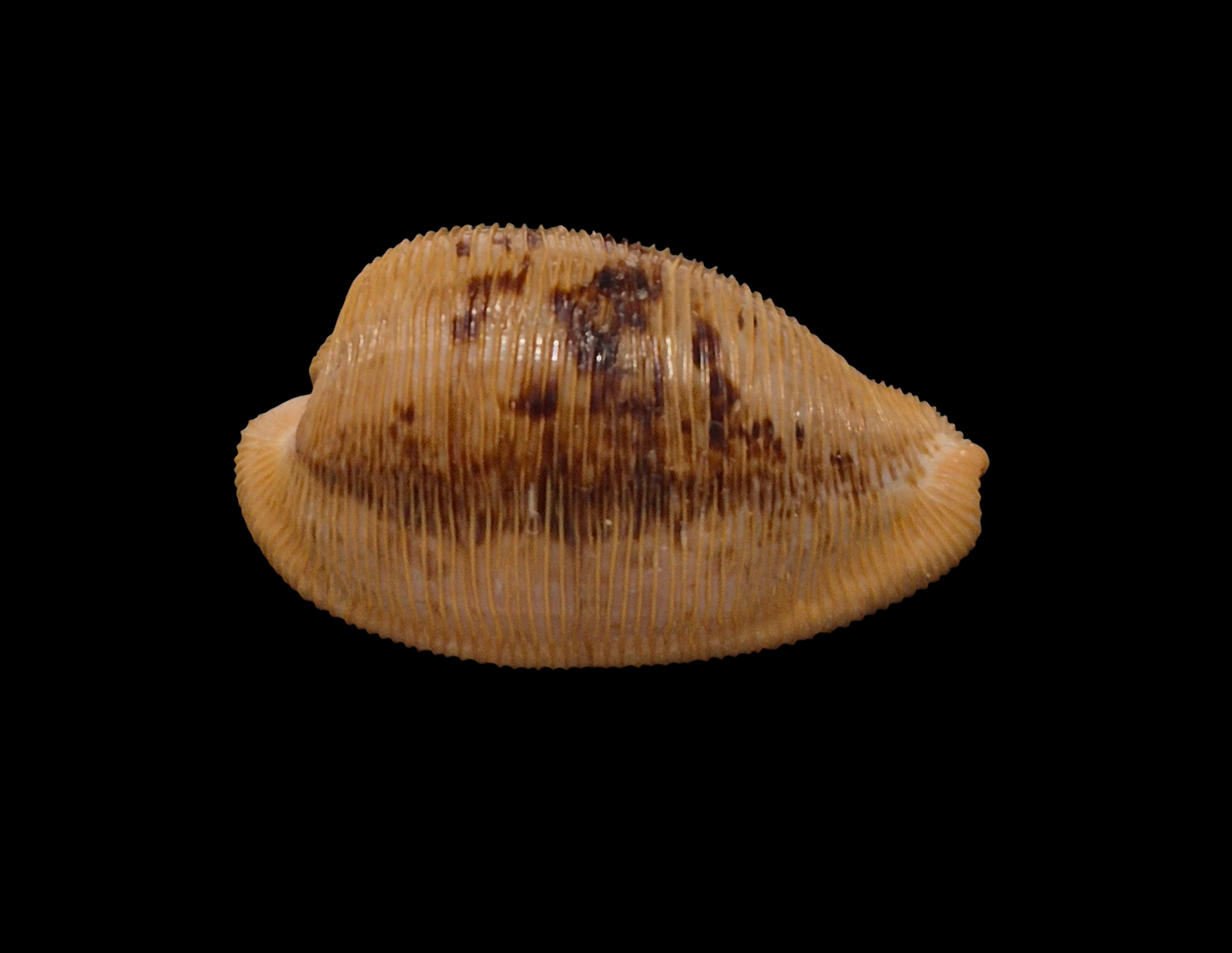 BC317 Cypraeovula capensis - FRESH BEAUTY - Image 2