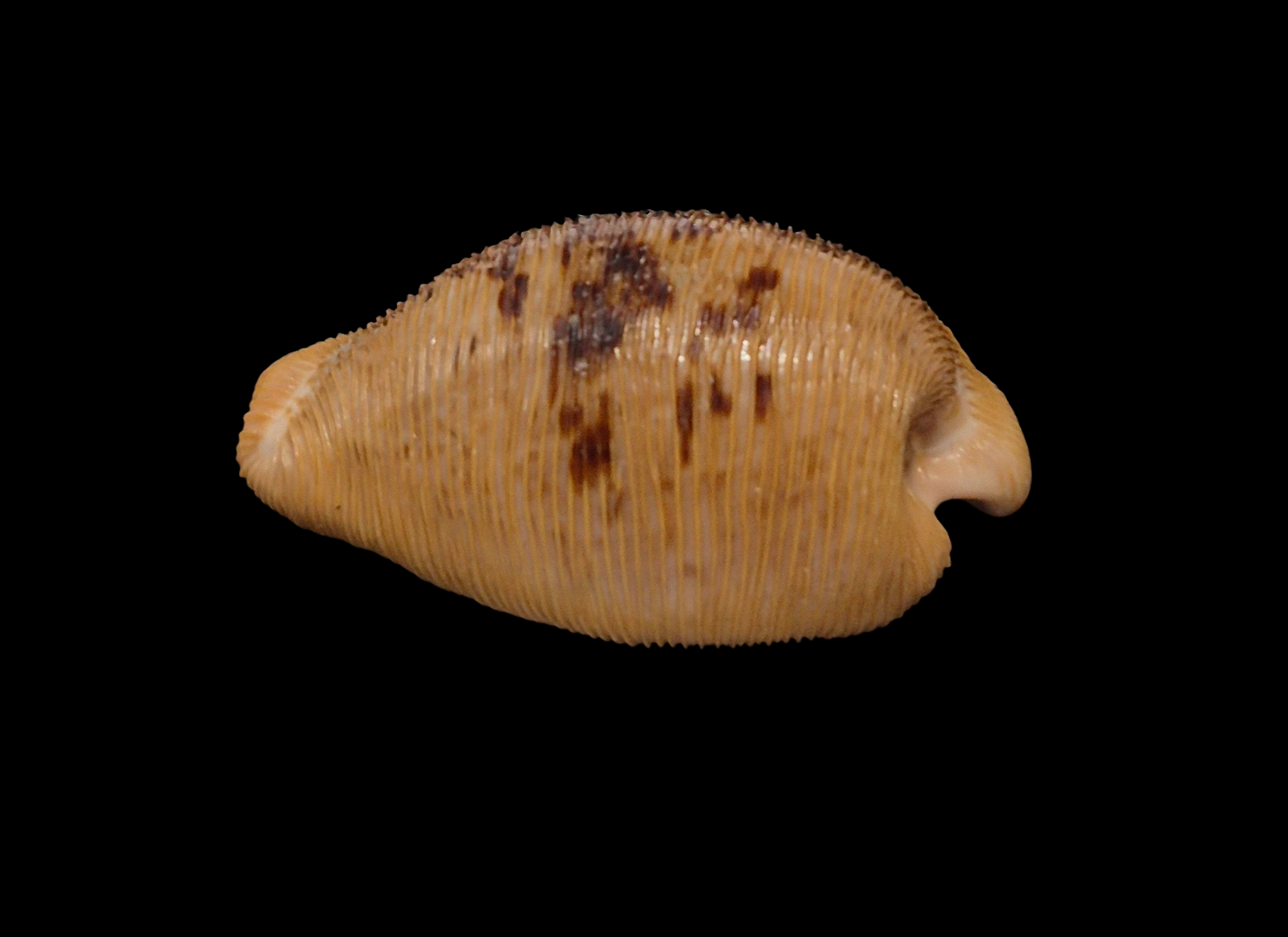 BC317 Cypraeovula capensis - FRESH BEAUTY - Image 3