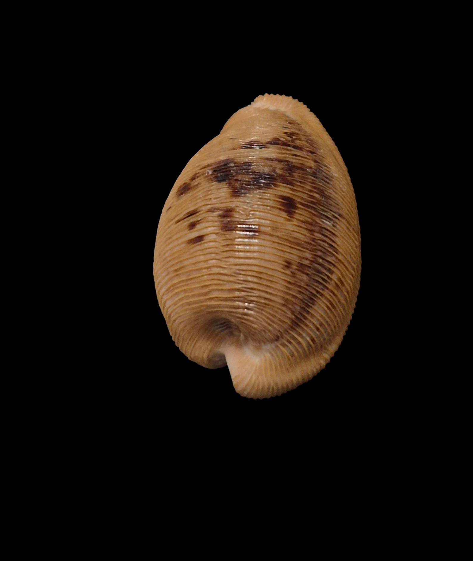 BC317 Cypraeovula capensis - FRESH BEAUTY - Image 4