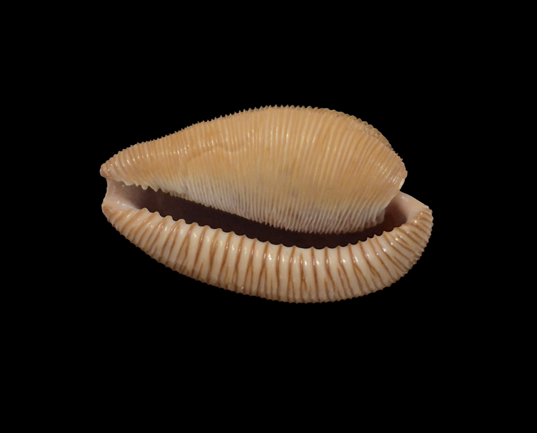 BC317 Cypraeovula capensis - FRESH BEAUTY - Image 5