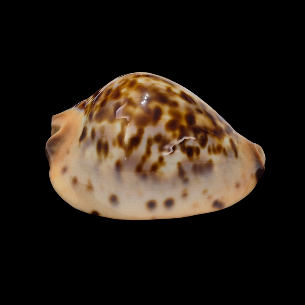 BC225 Zoila jeaniana - RED BLUFF FORM