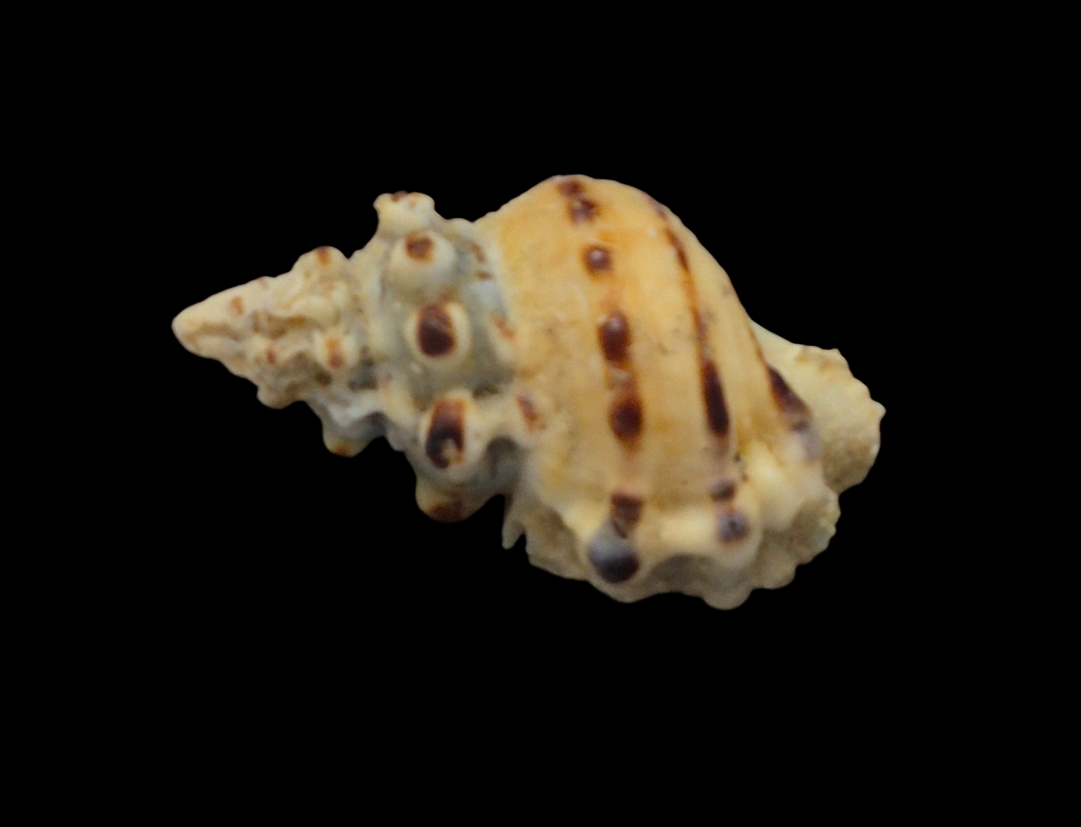 BC269 Bursa verrucosa w/o - Image 3