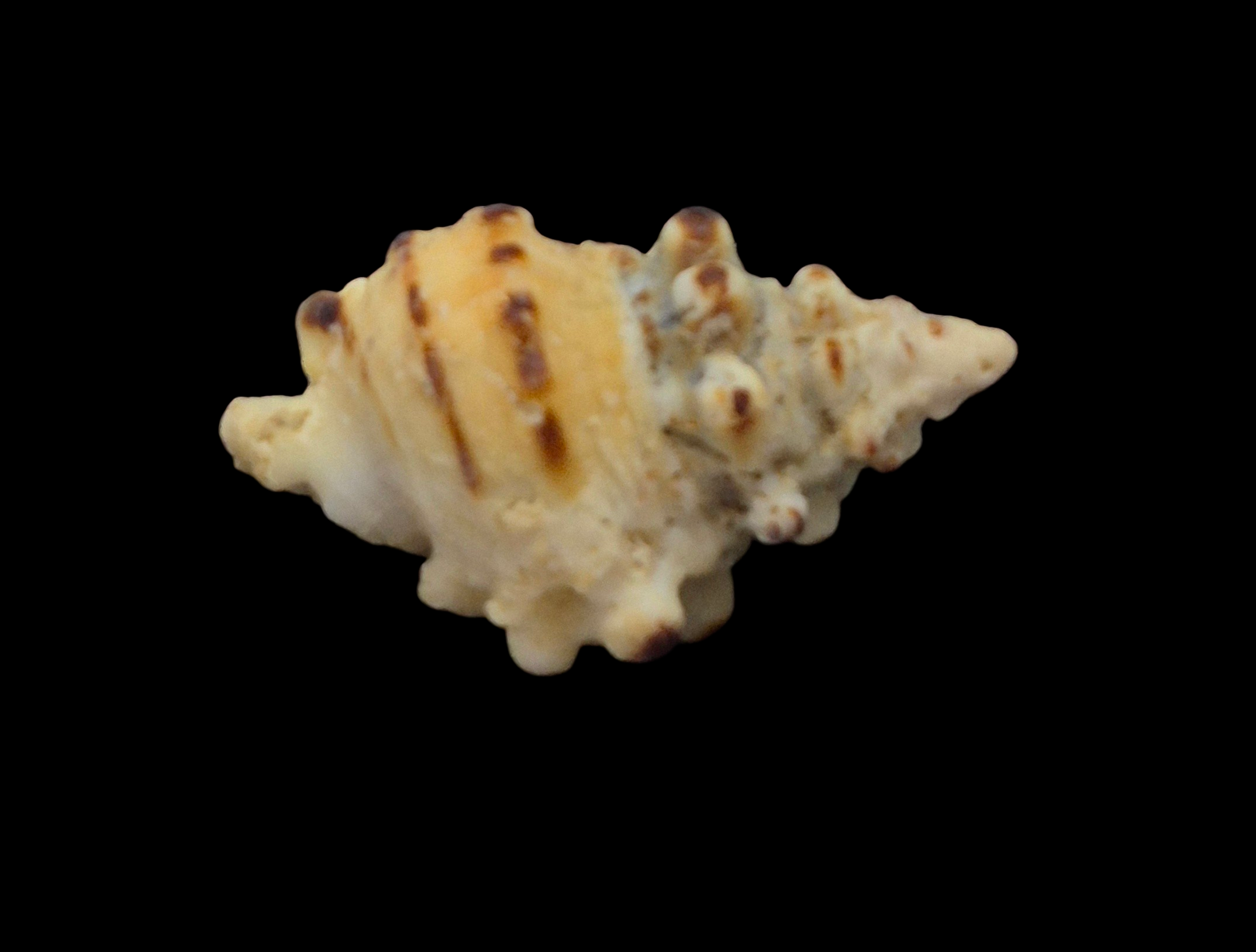 BC269 Bursa verrucosa w/o - Image 5