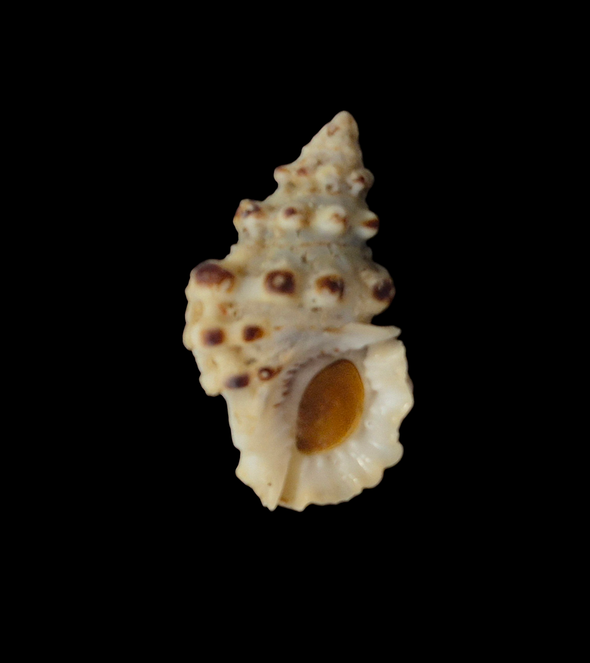 BC269 Bursa verrucosa w/o - Image 2