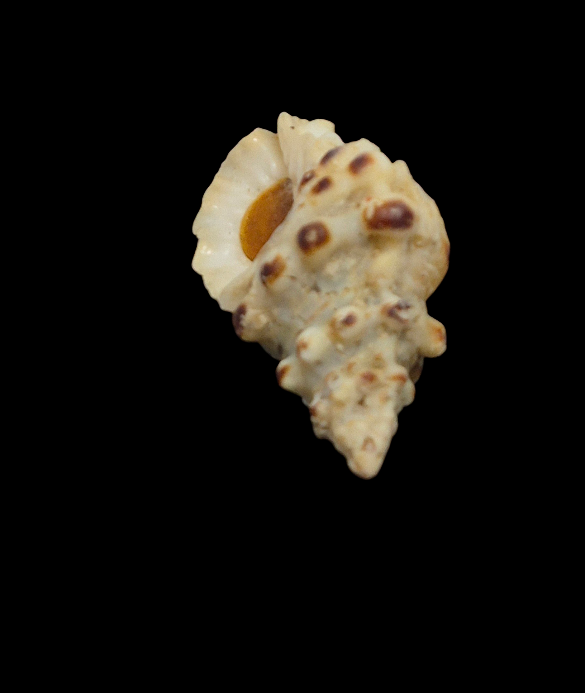 BC269 Bursa verrucosa w/o - Image 4