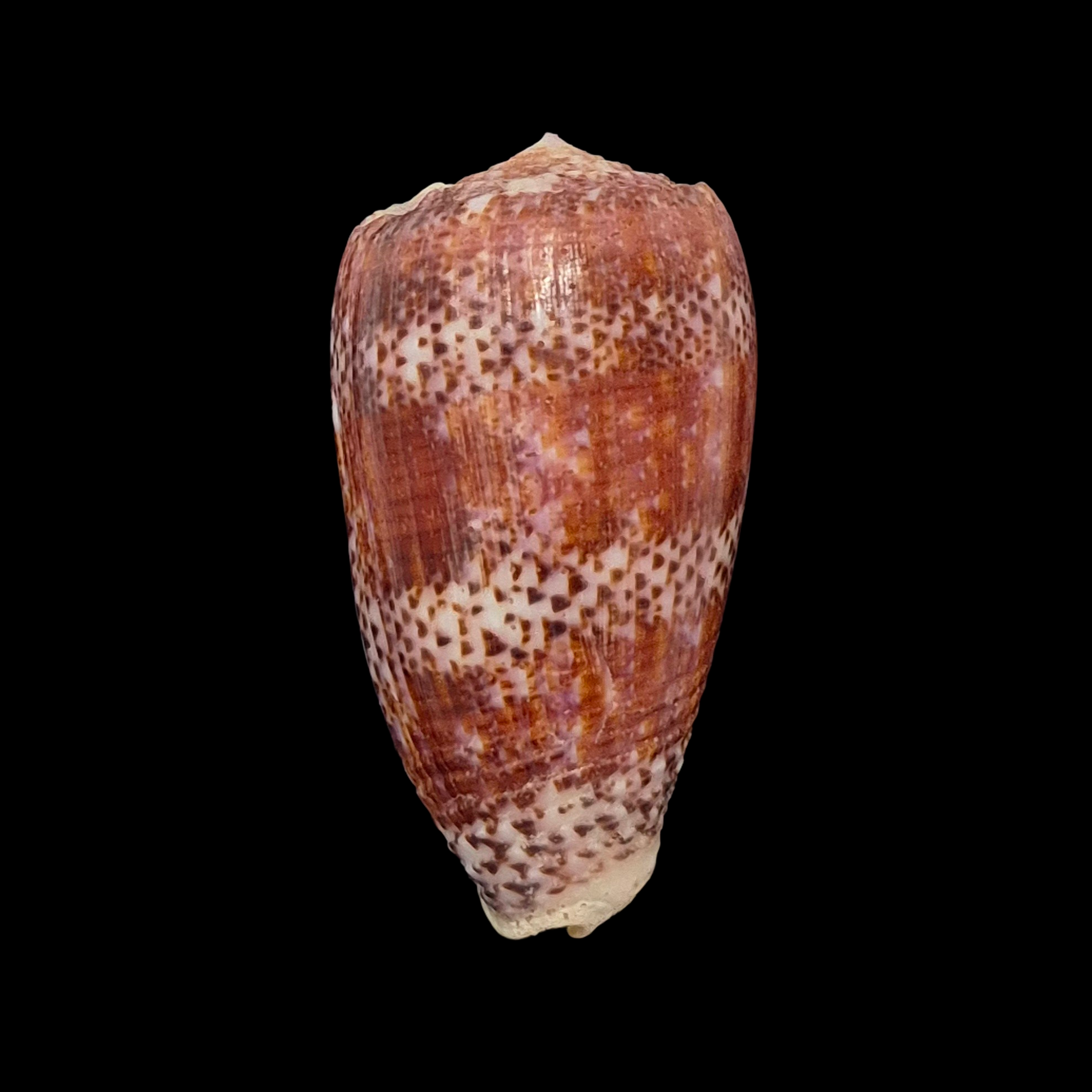 BC046 Conus adamsonii - TOP QUALITY