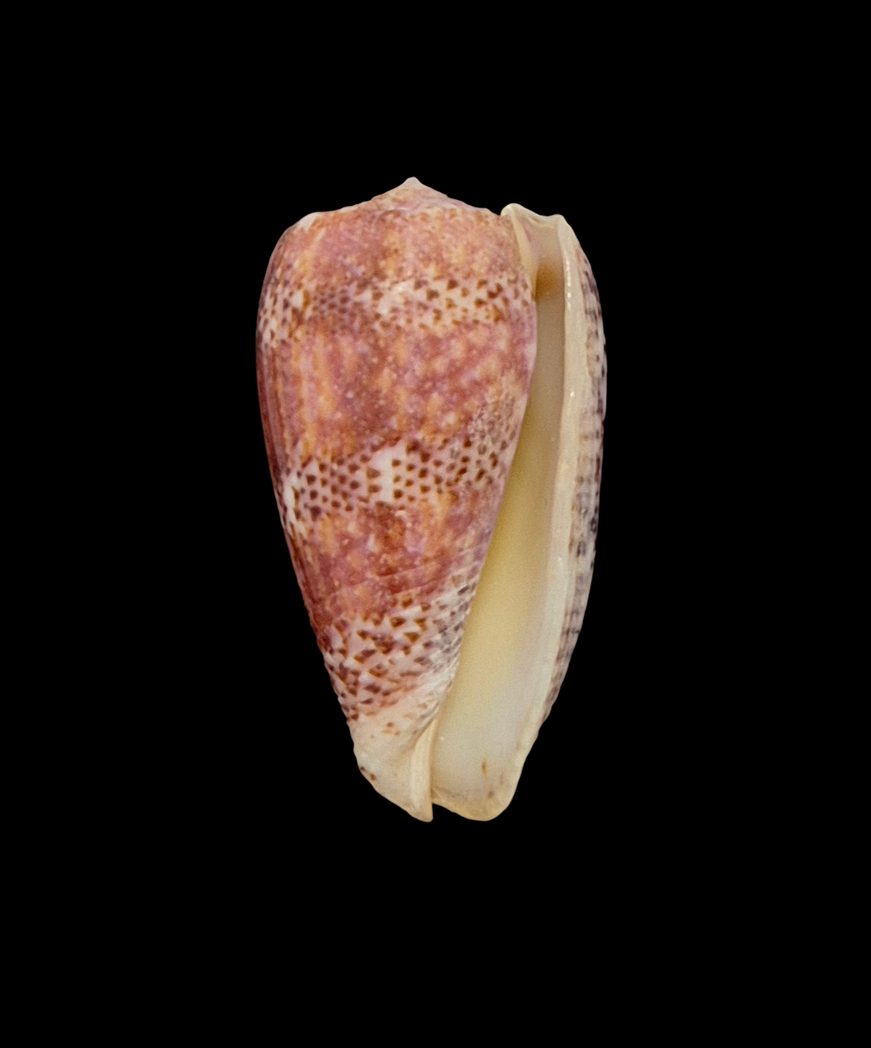 BC046 Conus adamsonii - TOP QUALITY - Image 2