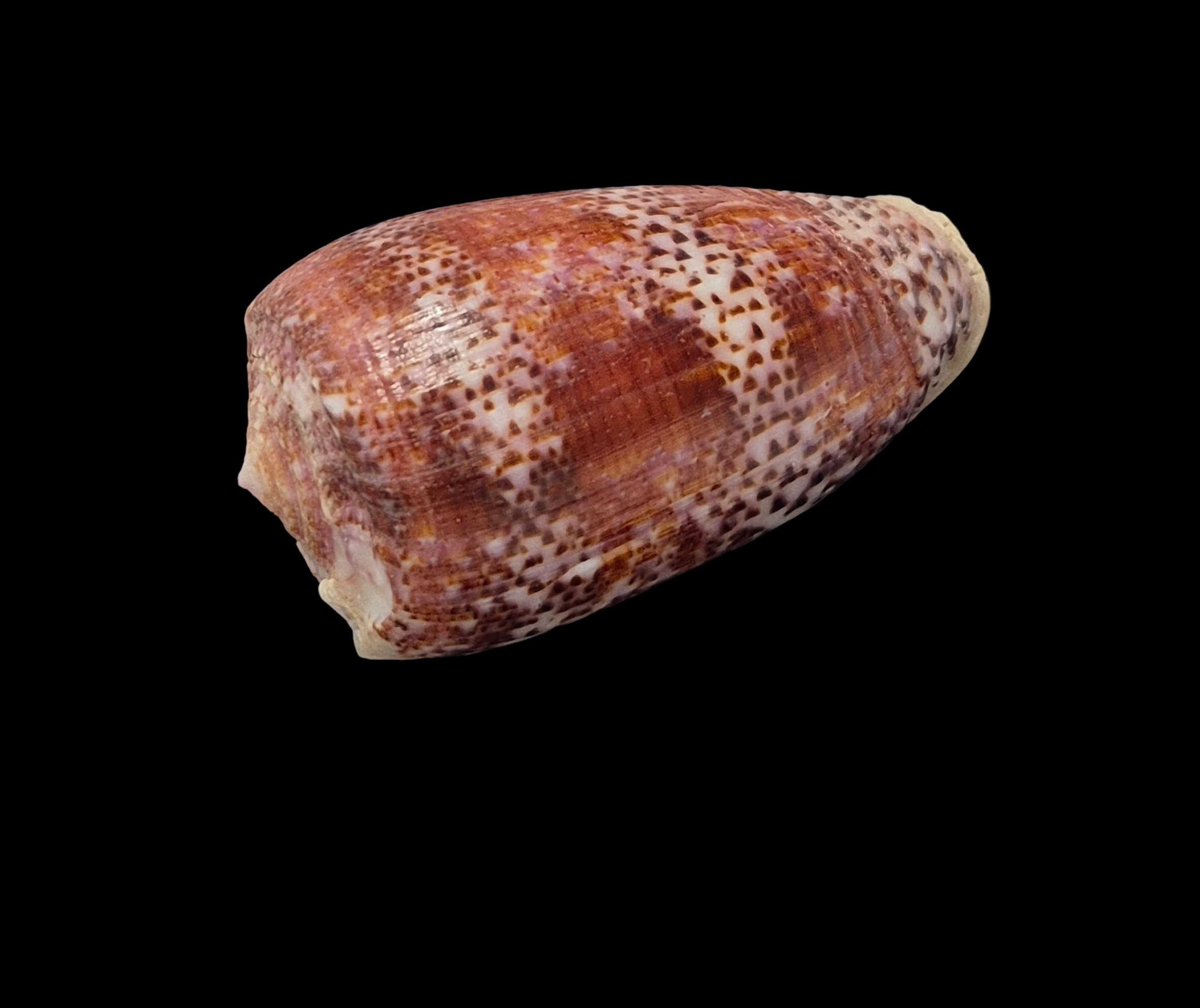 BC046 Conus adamsonii - TOP QUALITY - Image 3