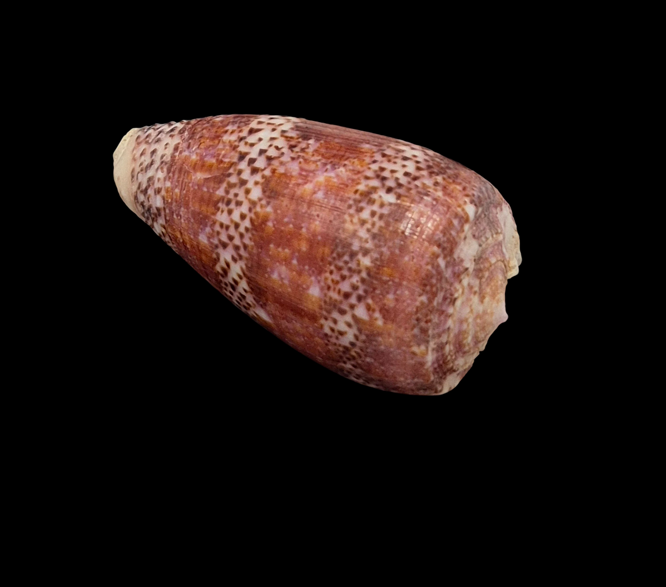 BC046 Conus adamsonii - TOP QUALITY - Image 4