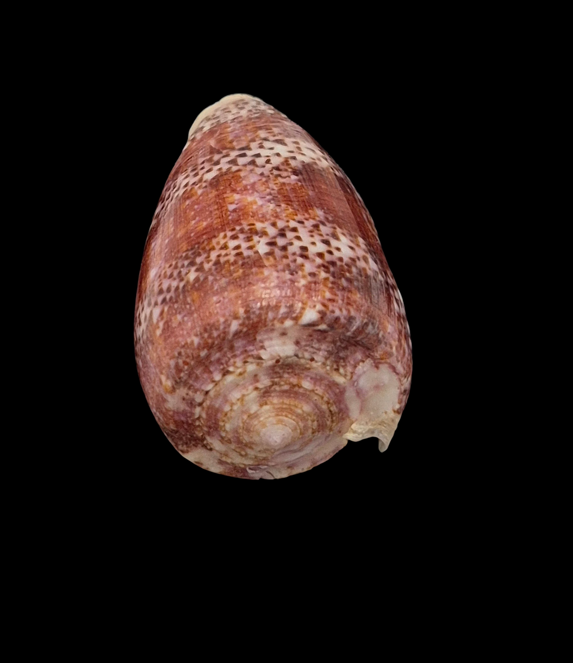 BC046 Conus adamsonii - TOP QUALITY - Image 5