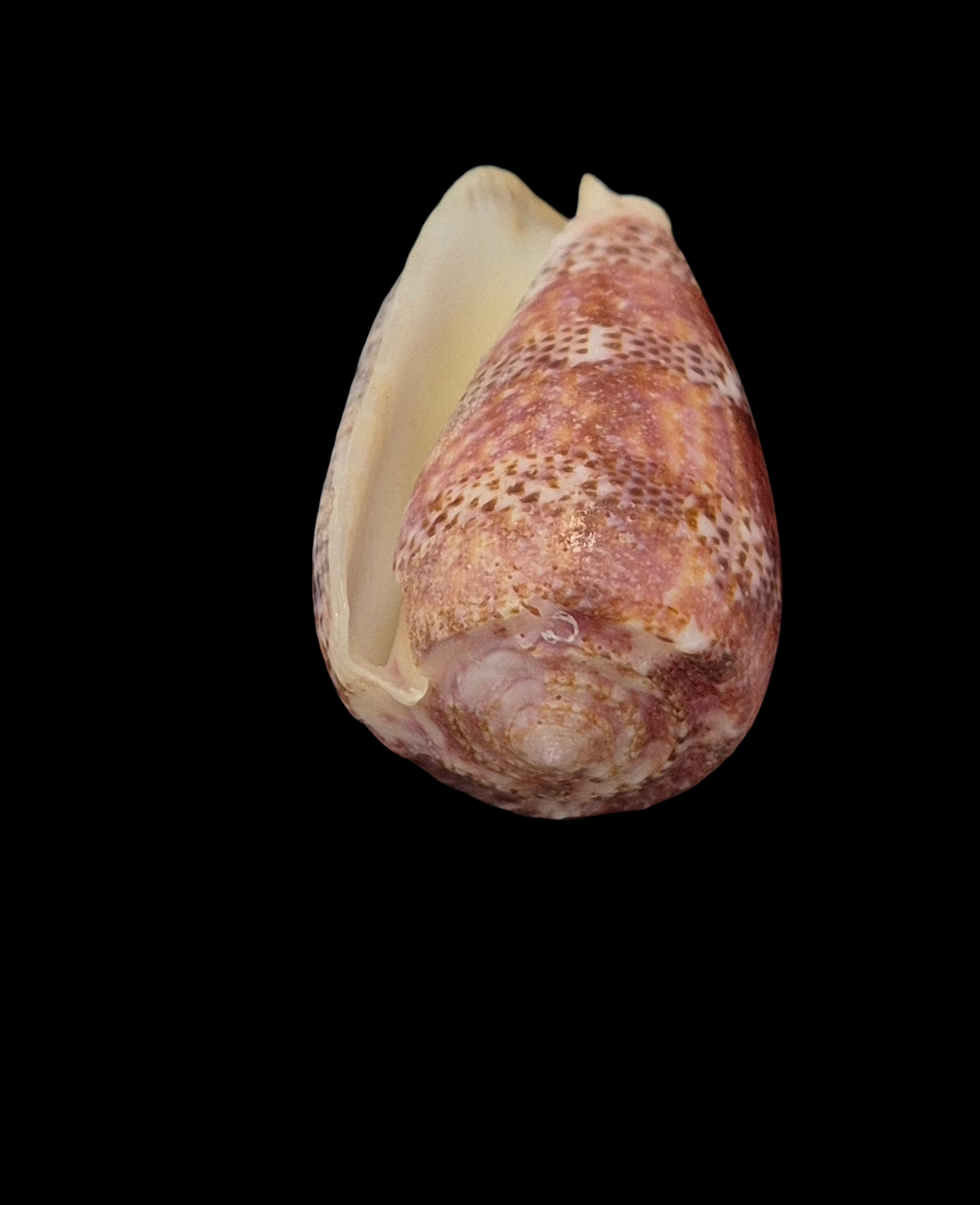 BC046 Conus adamsonii - TOP QUALITY - Image 6