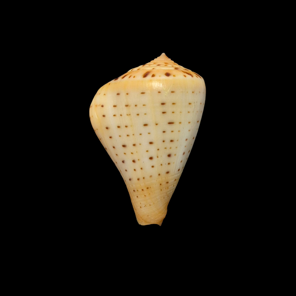 BC237 Conus betulinus - FREAK FORM