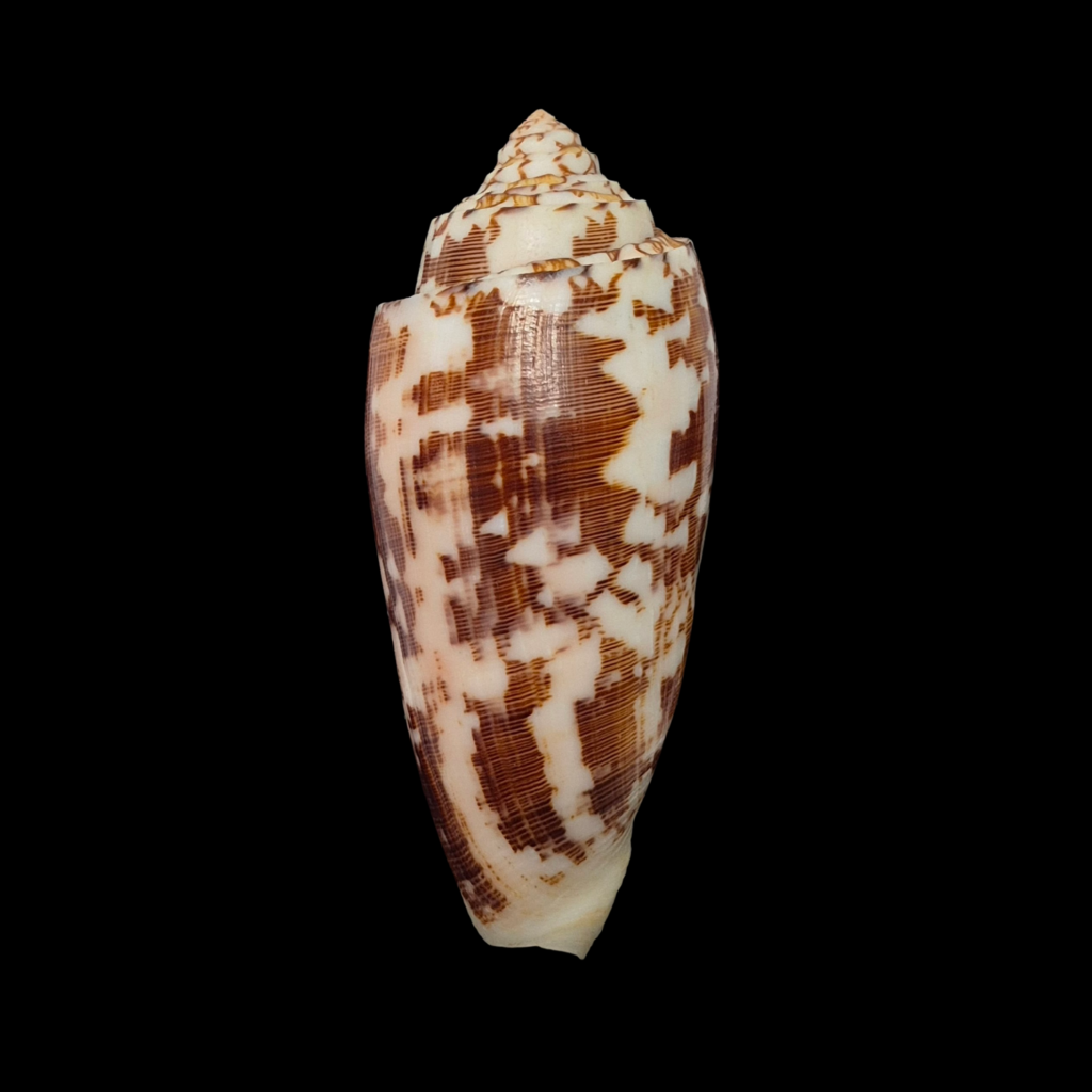 BC252 Conus striatus - FREAK FORM
