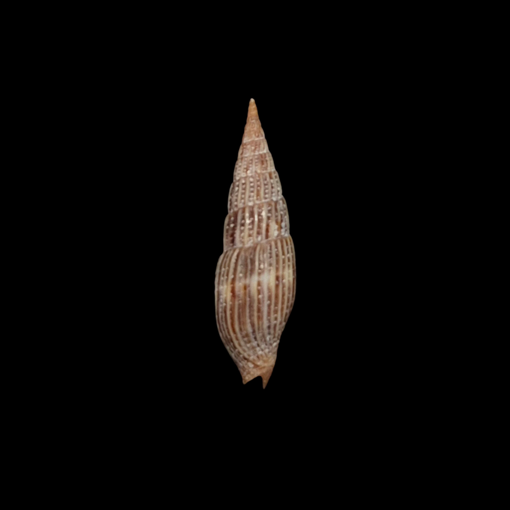 BC236 Vexillum varicosum