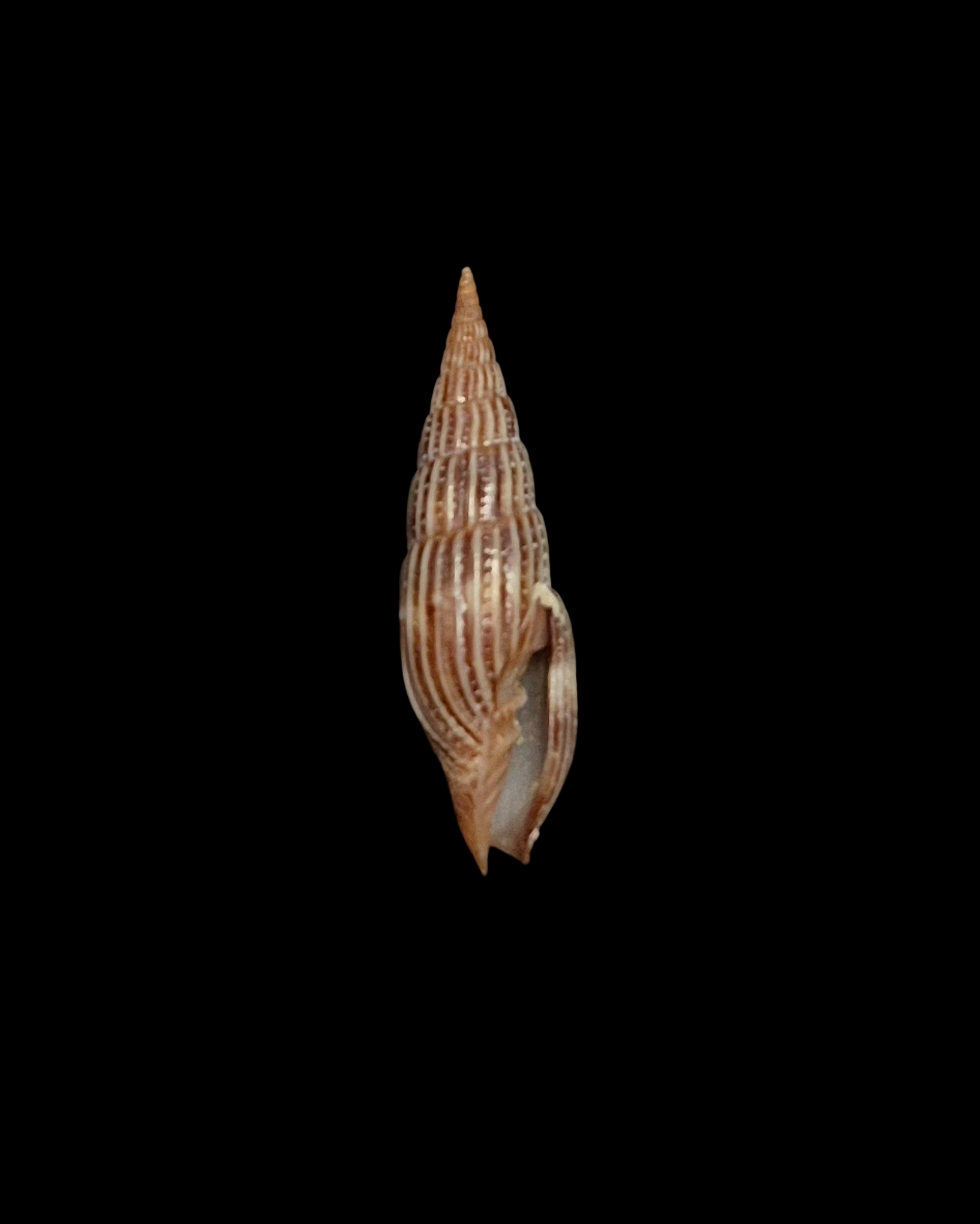 BC236 Vexillum varicosum - Image 2