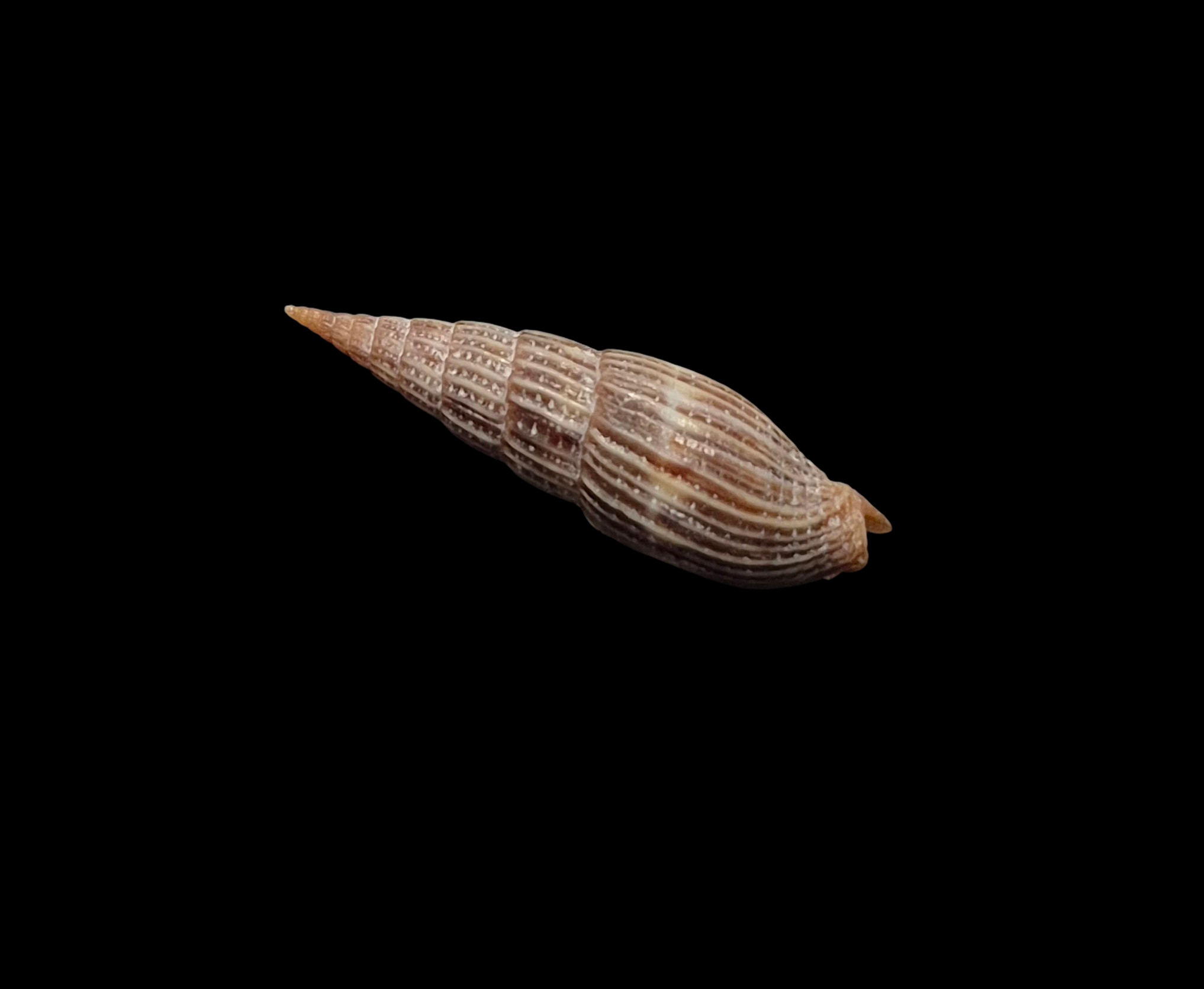 BC236 Vexillum varicosum - Image 3