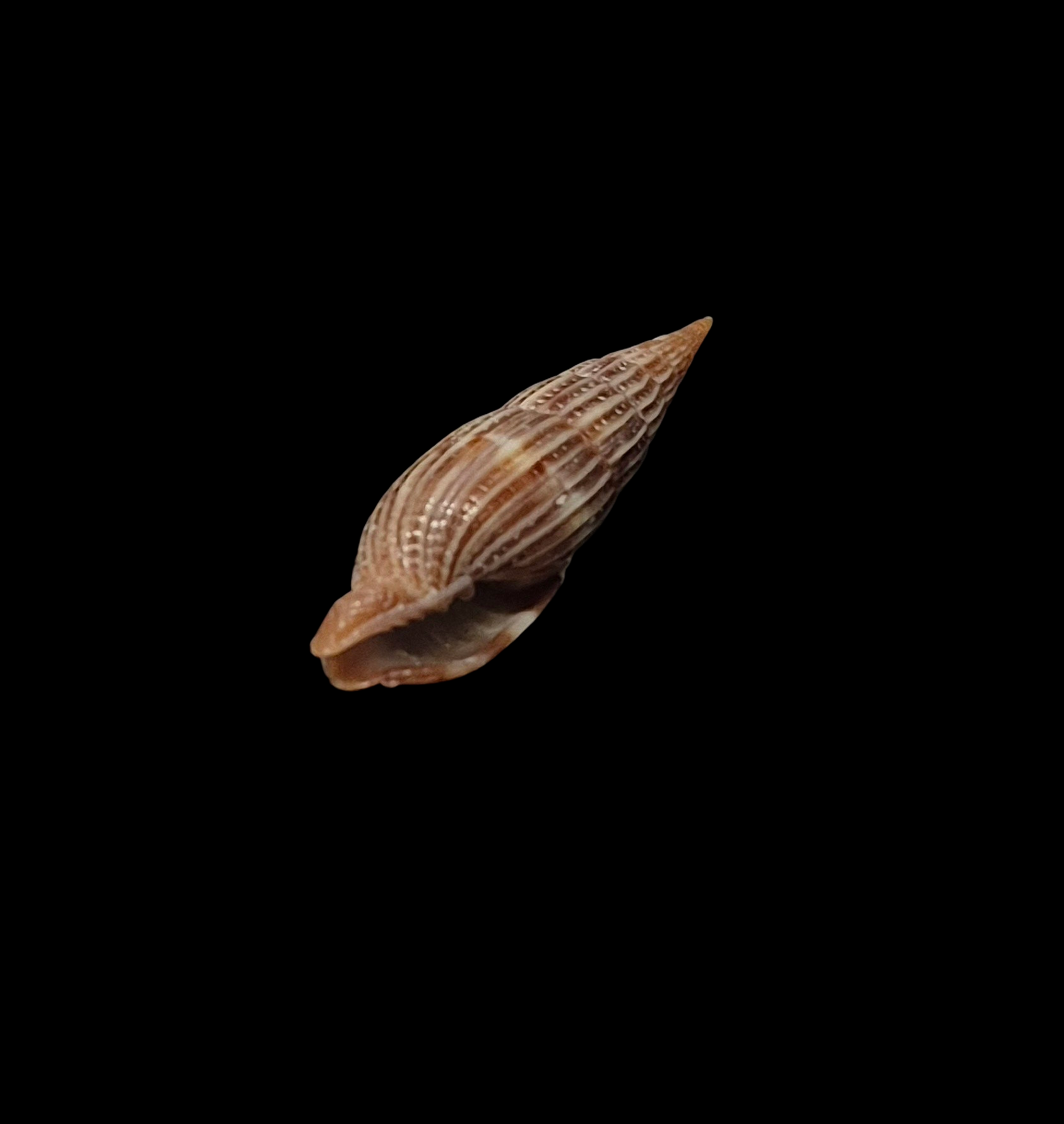 BC236 Vexillum varicosum - Image 4