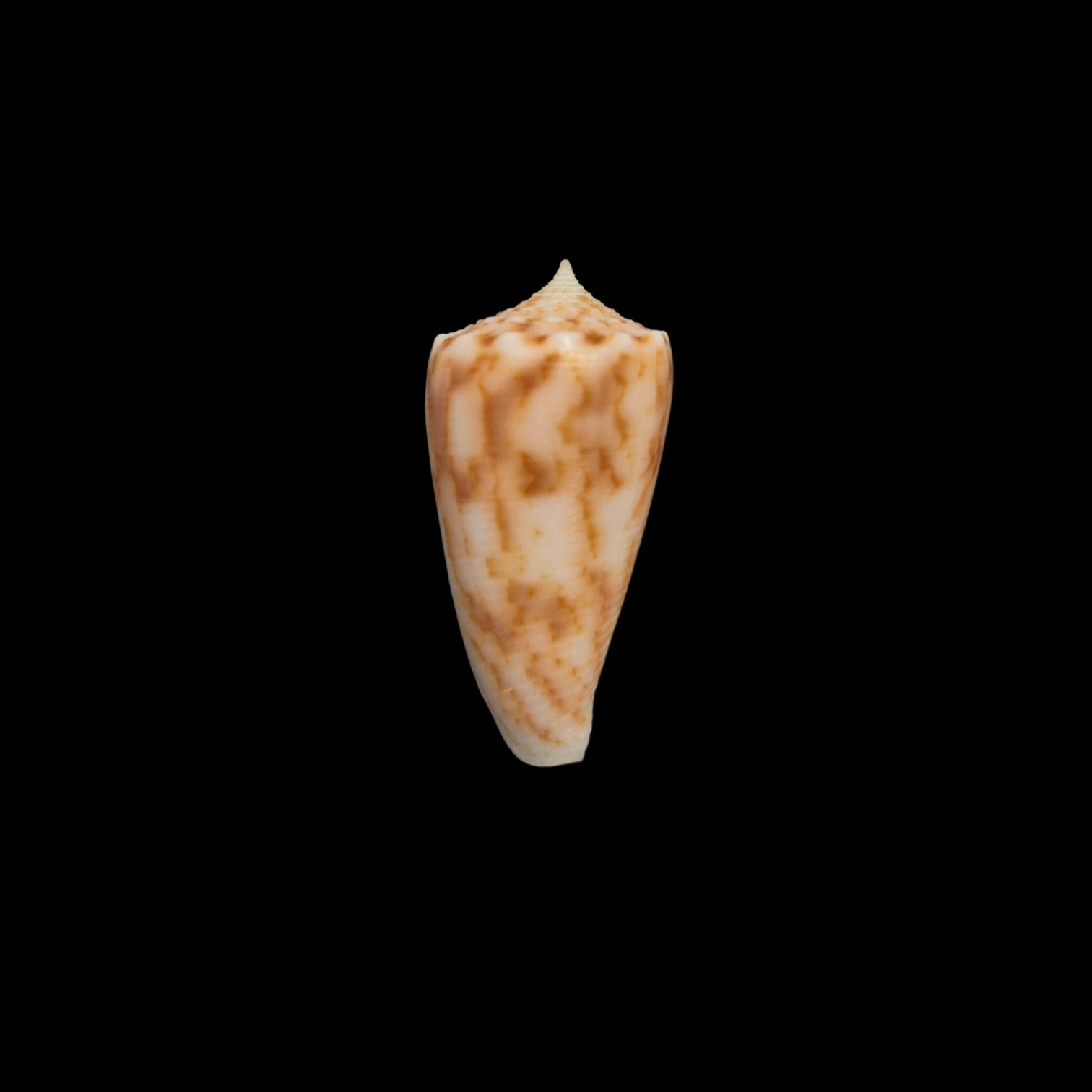BC152 Conus alexandrei w/o - VERY SELECTED - Image 2