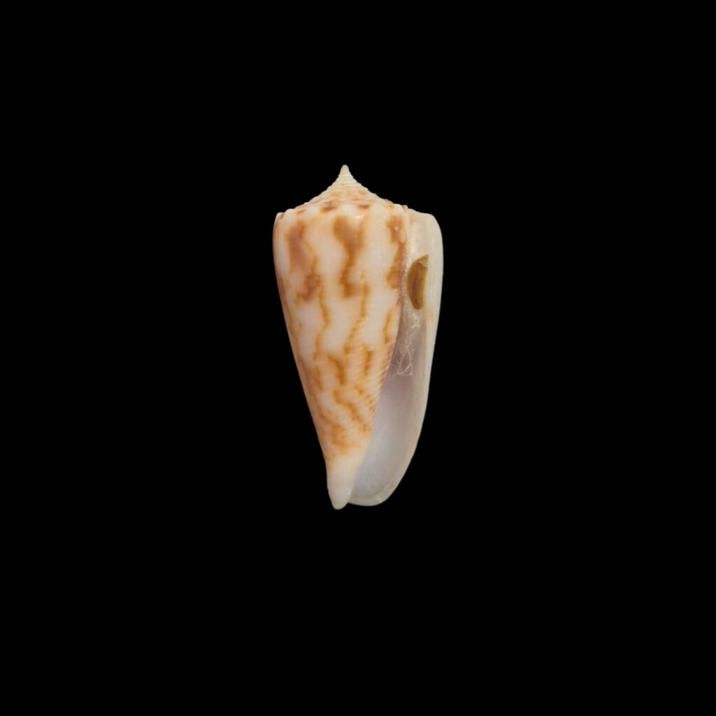 BC152 Conus alexandrei w/o - VERY SELECTED