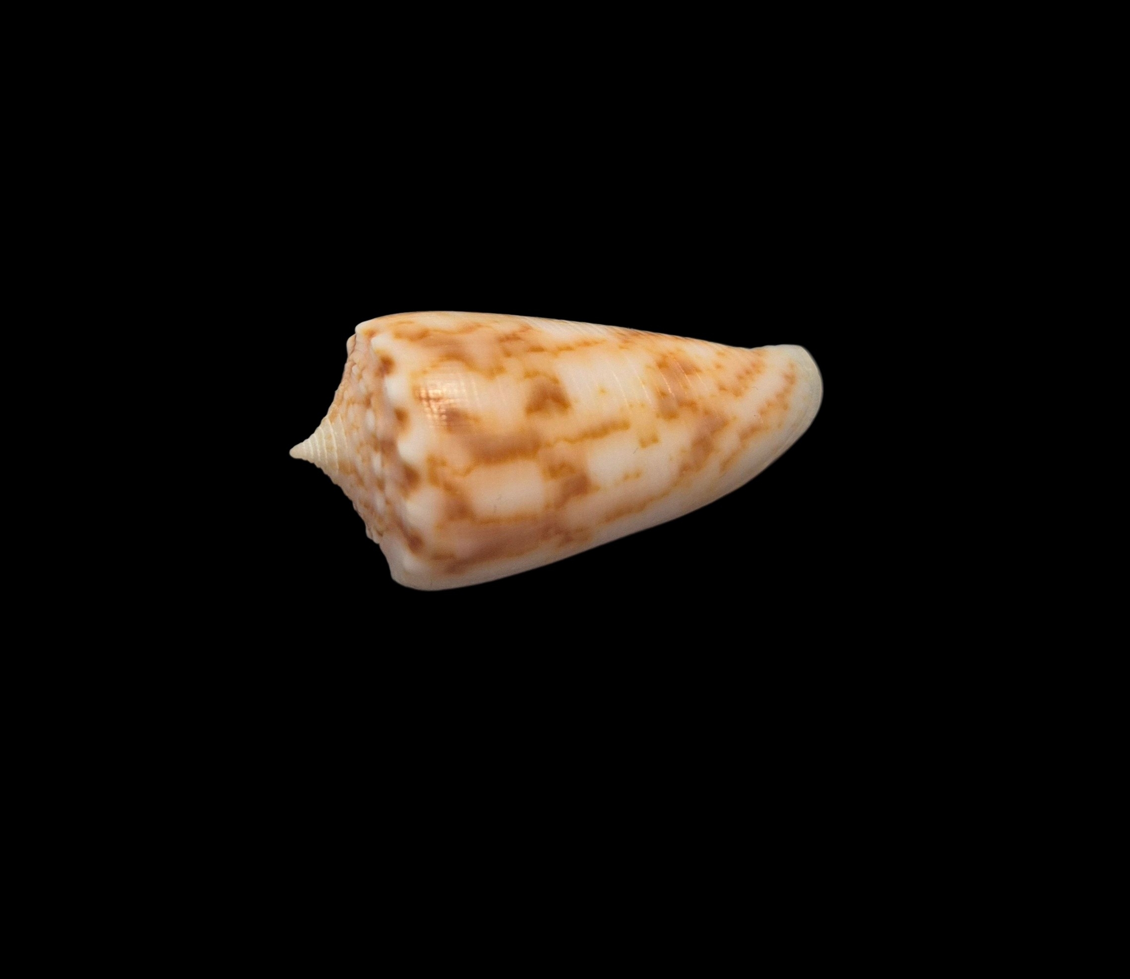 BC152 Conus alexandrei w/o - VERY SELECTED - Image 3