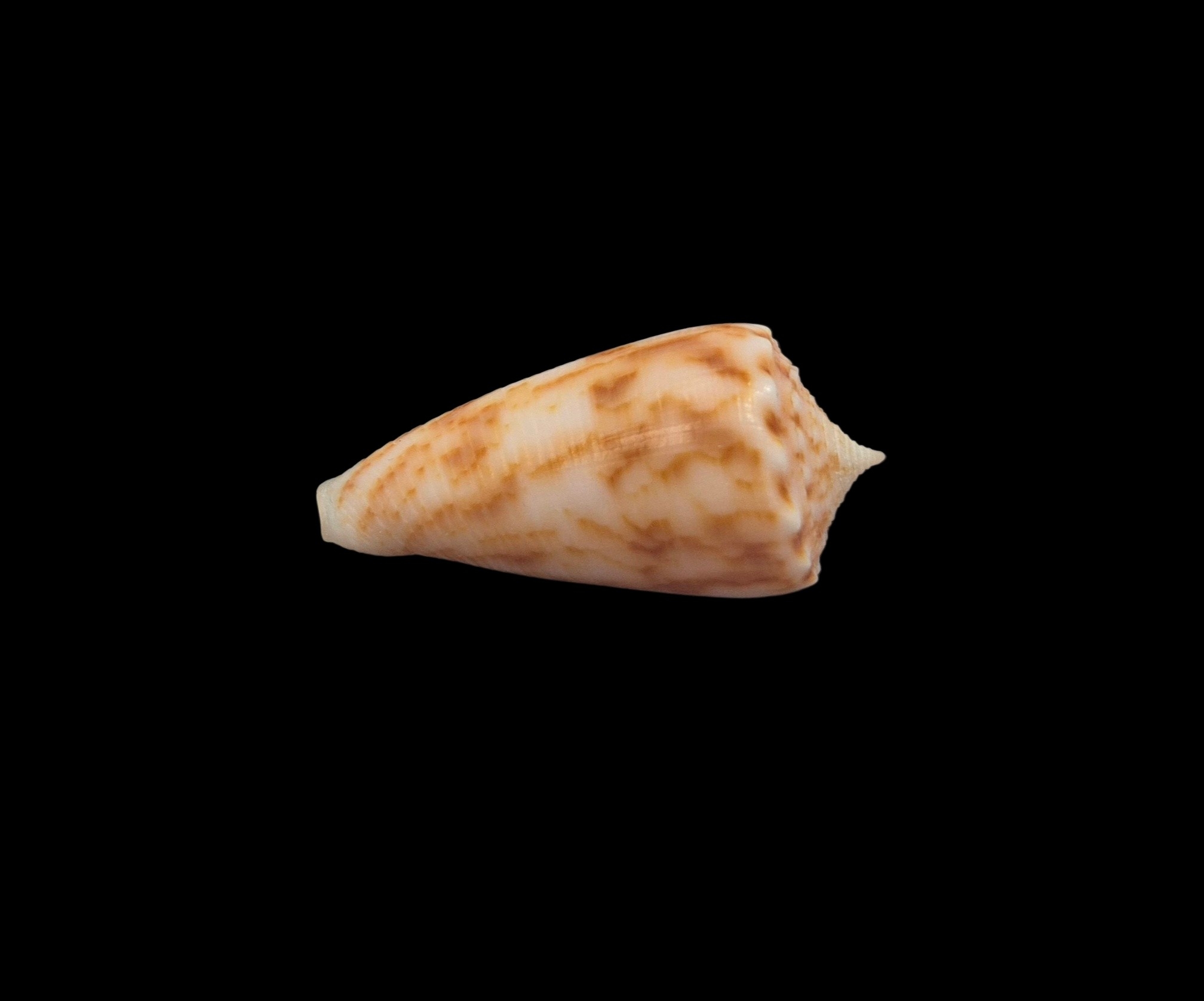 BC152 Conus alexandrei w/o - VERY SELECTED - Image 4